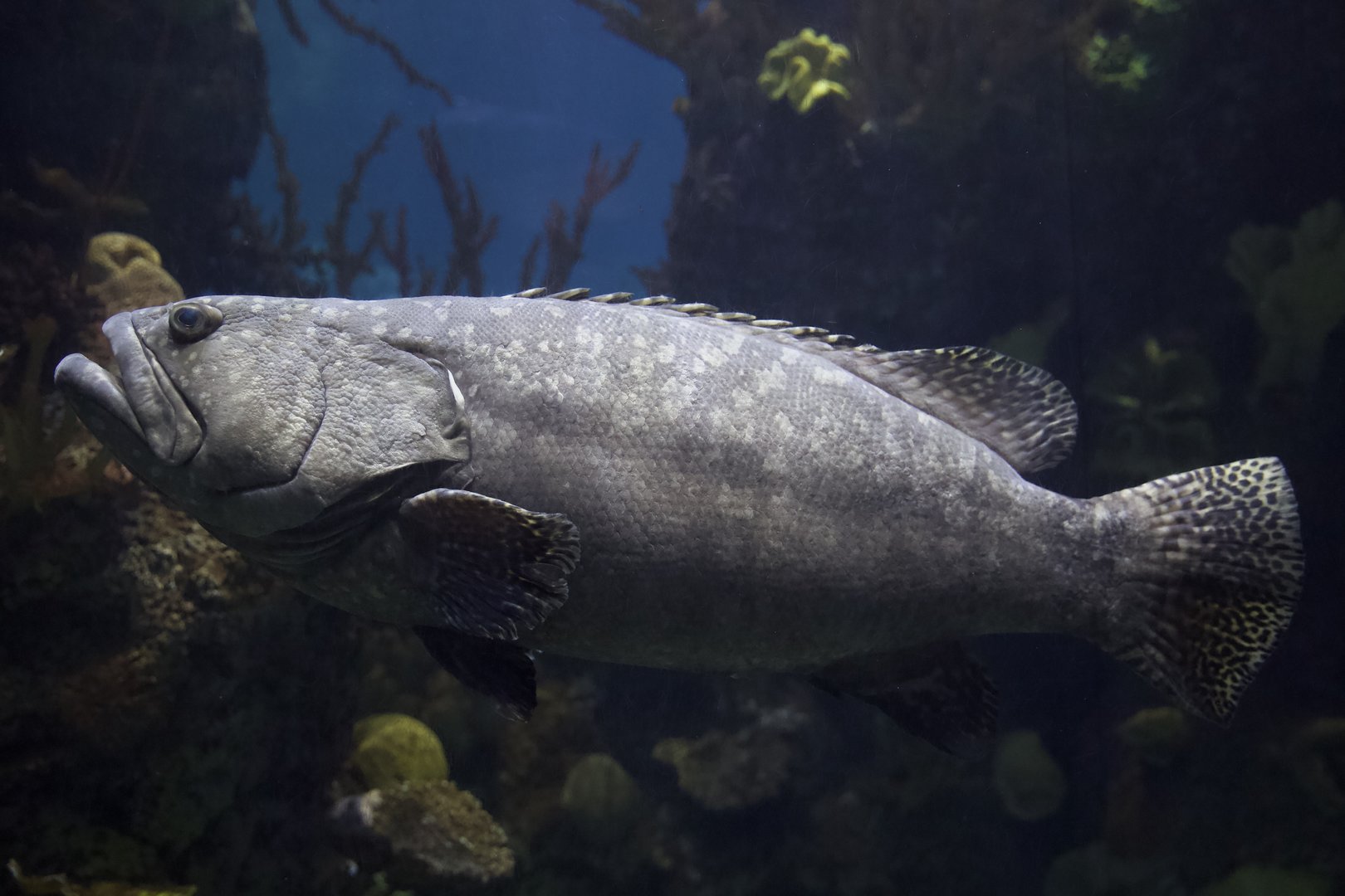 Giant or Queensland Grouper/ Epinephelus lanceolatus