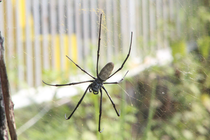 Giant orb-web weaver (Nephila vitiana)