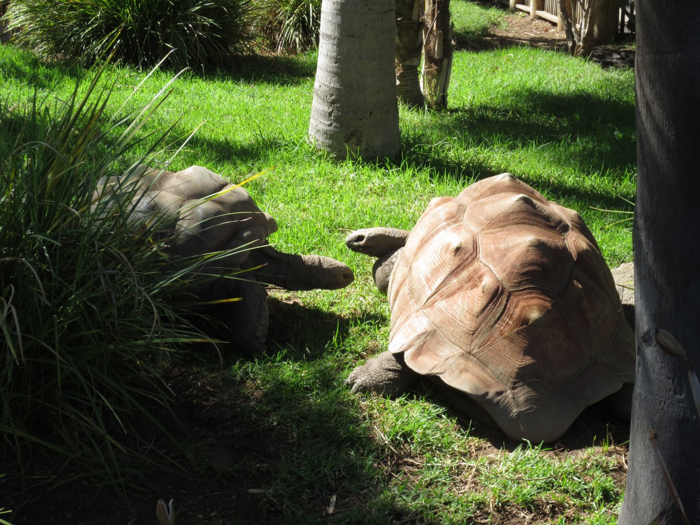 Giant ortoises, Adelaide Zoo 2014