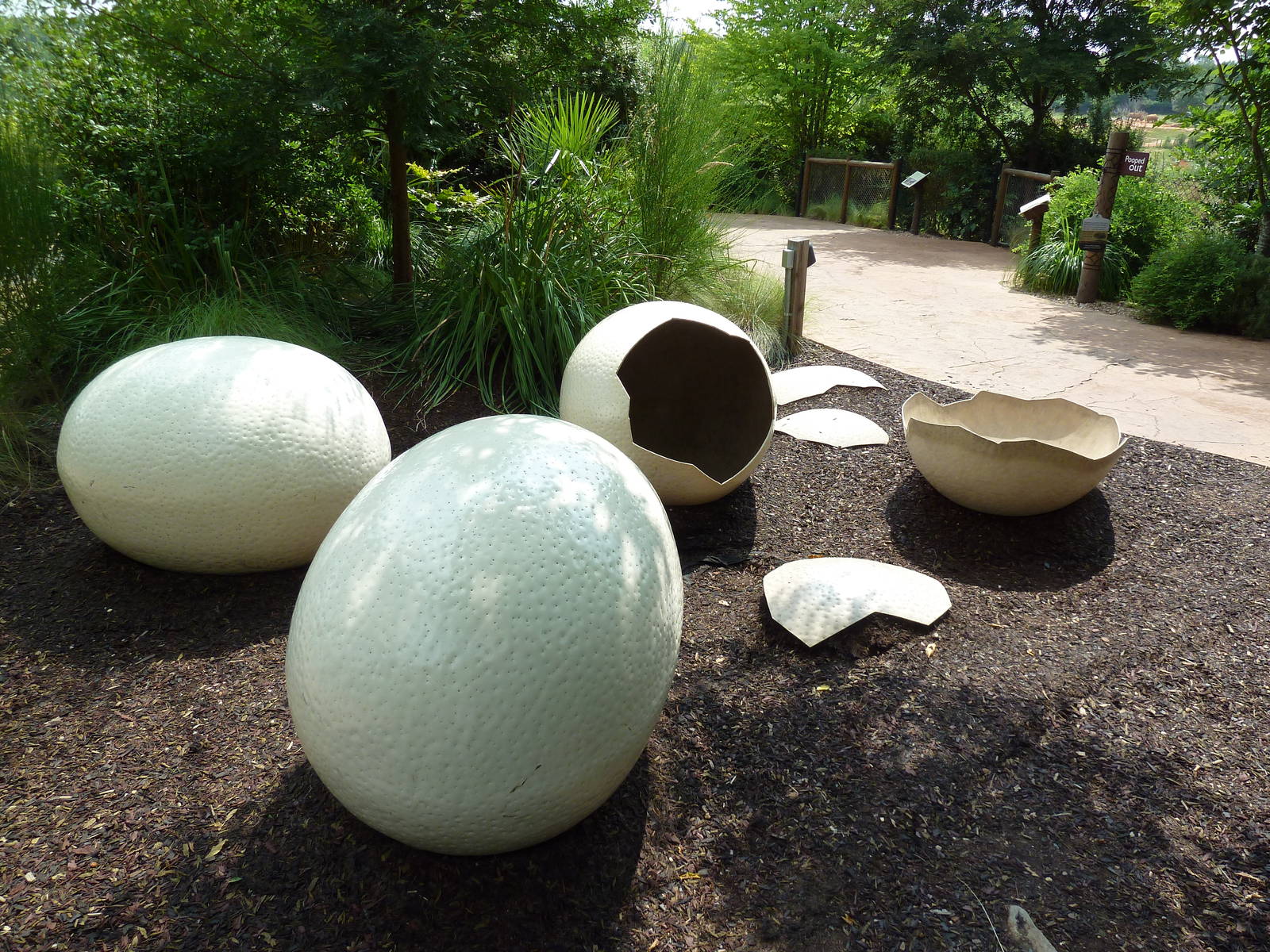 Giant Ostrich Eggs