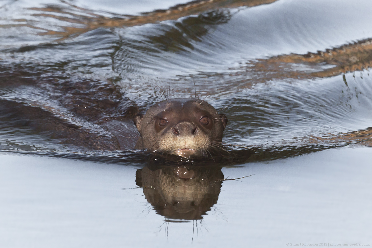 Giant Otter - 03/10/2012