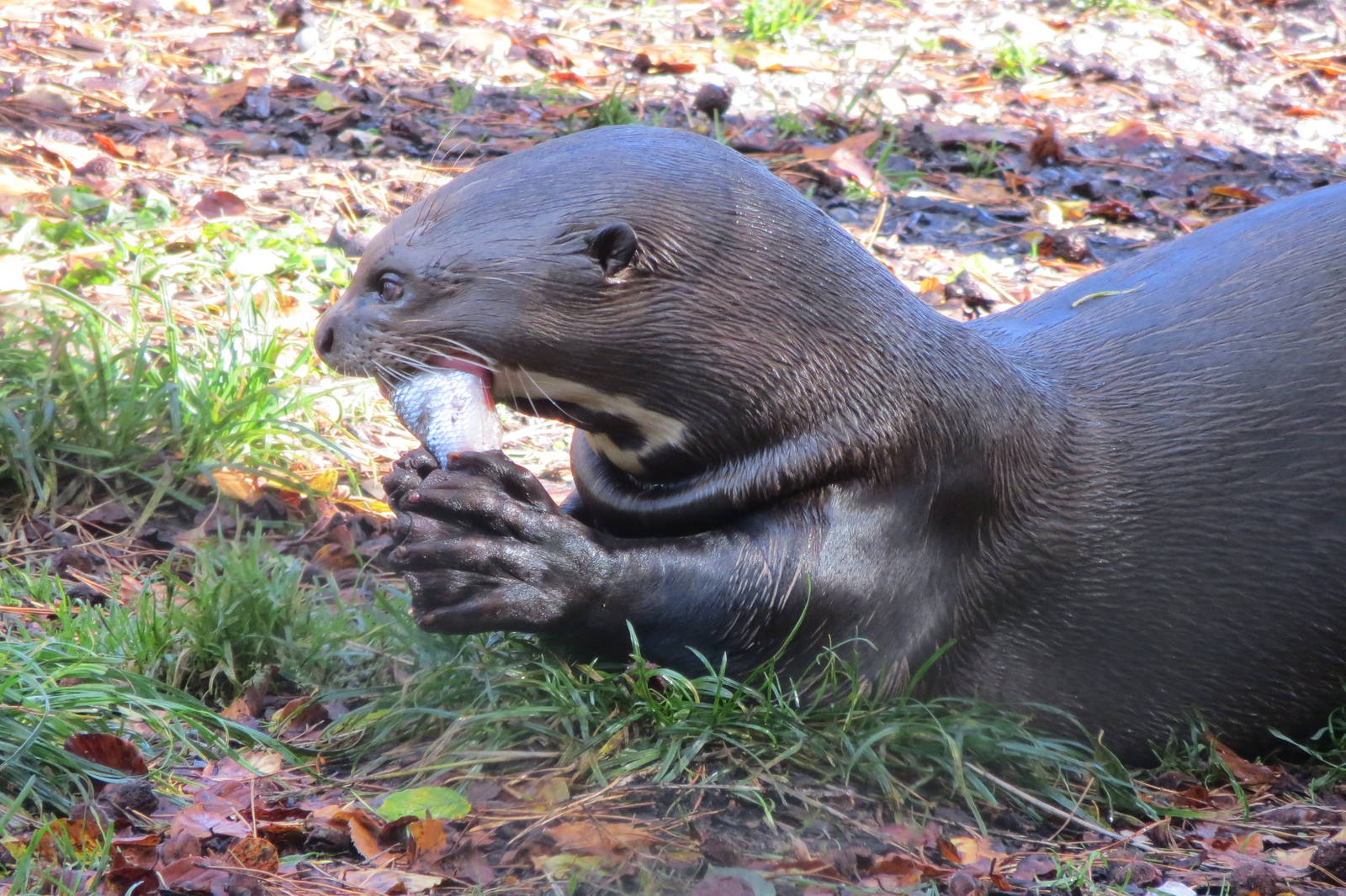 Giant Otter 10/14