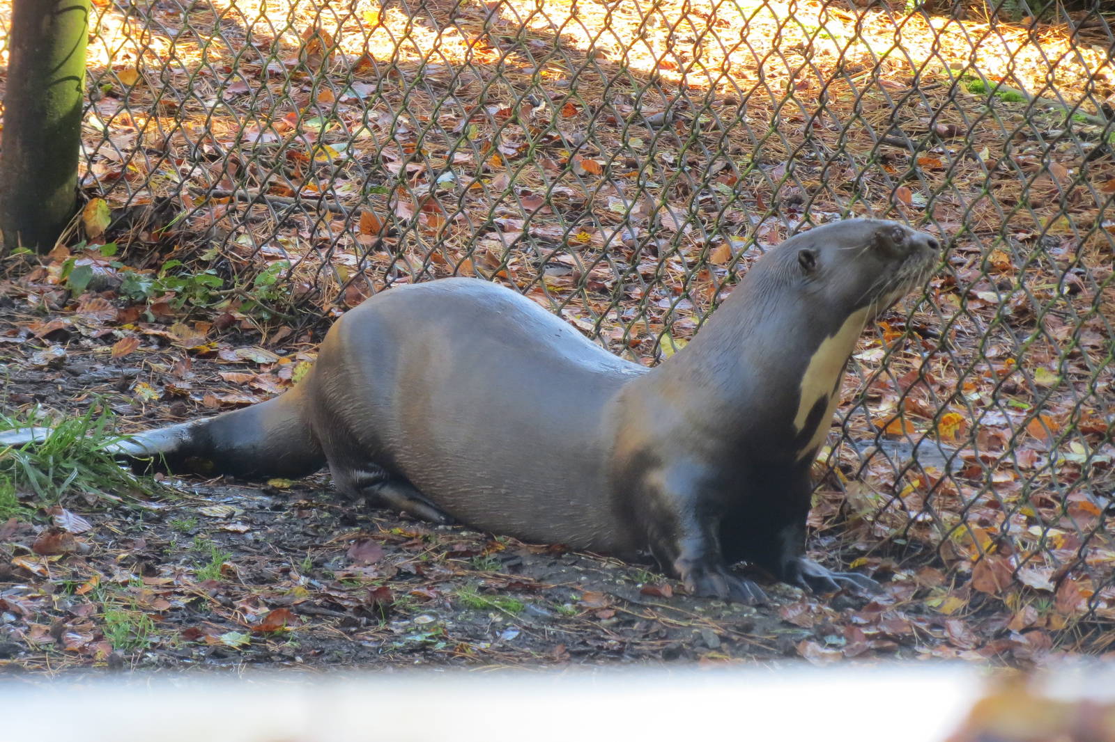 Giant Otter 10/14