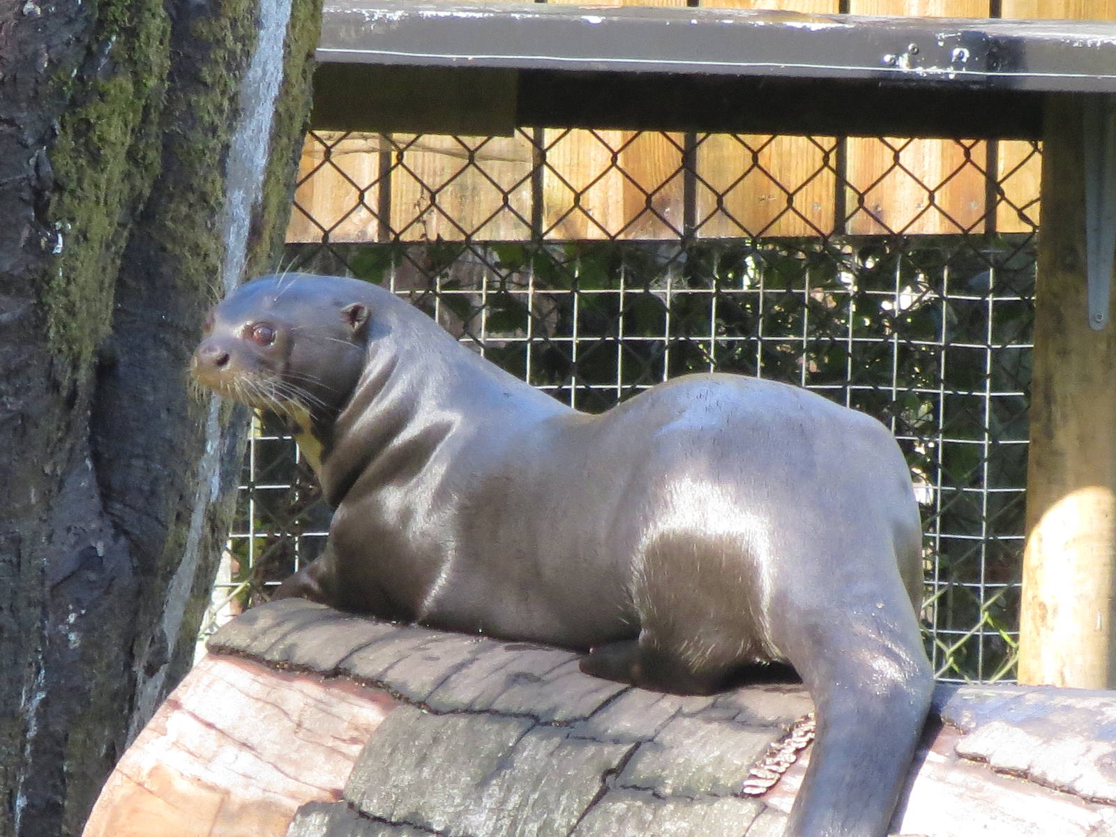 Giant Otter 10/14