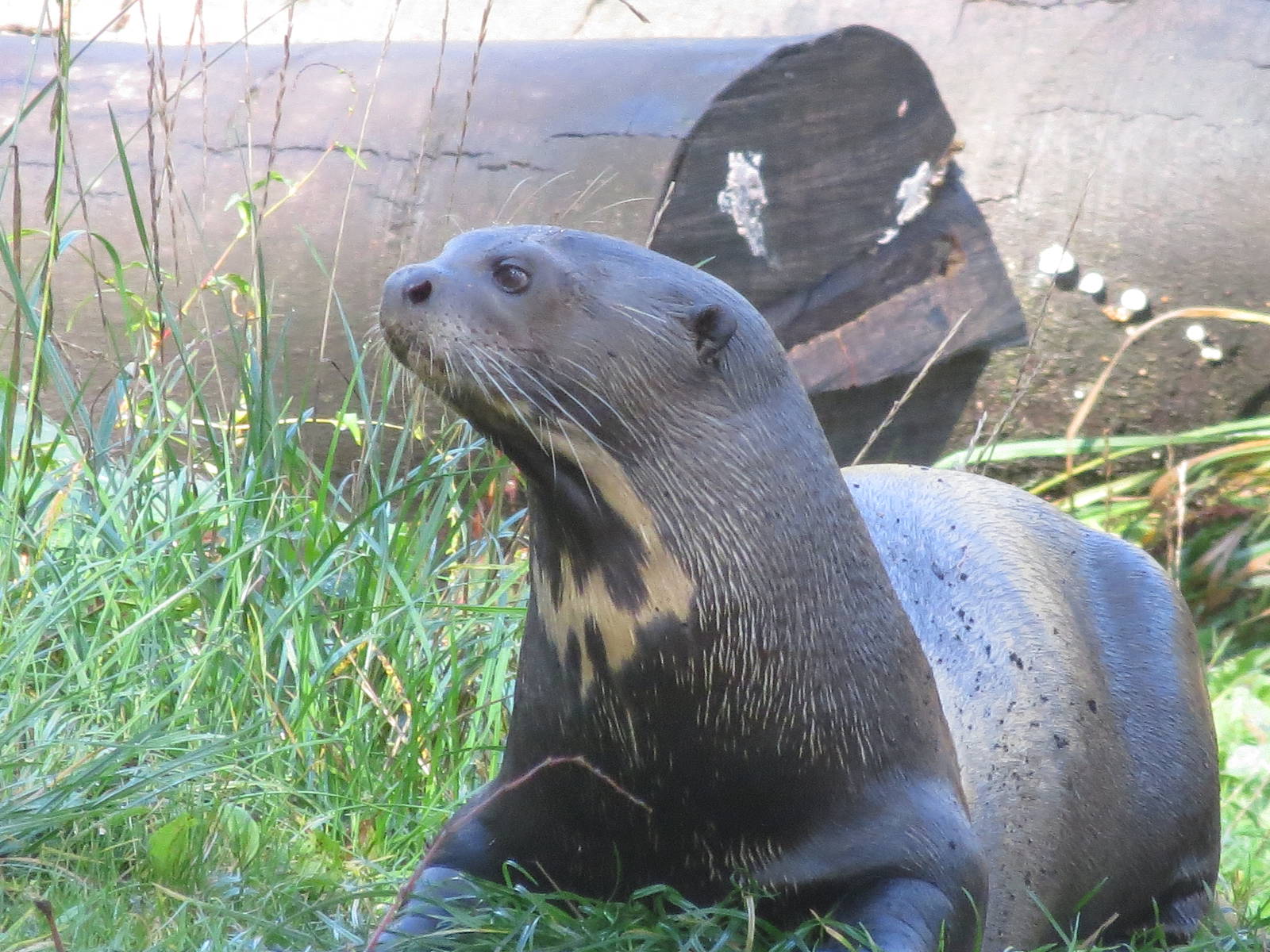 Giant Otter 10/14