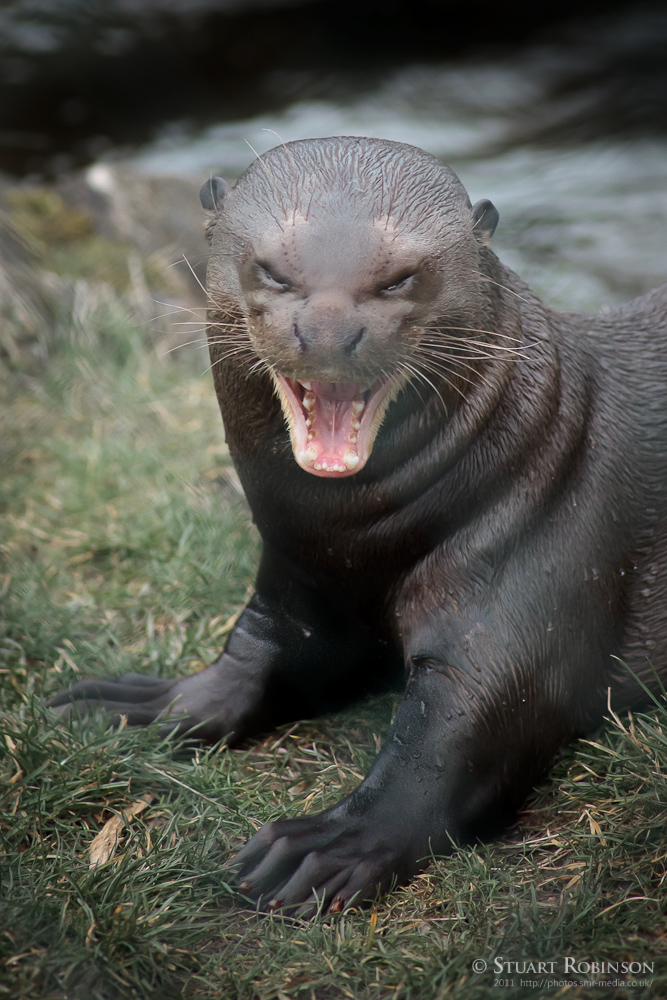 Giant Otter - 12/03/2011