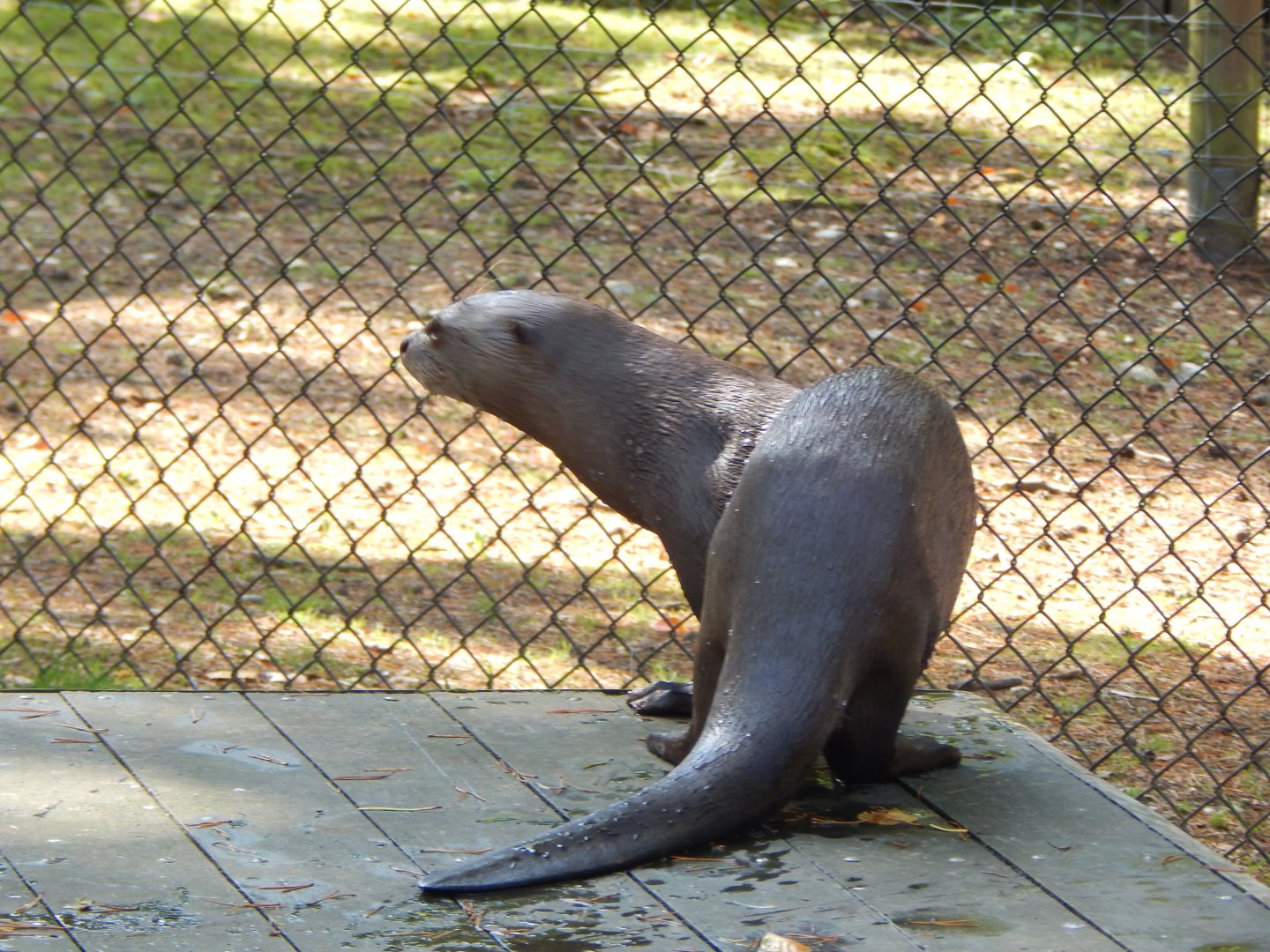 Giant otter 130924