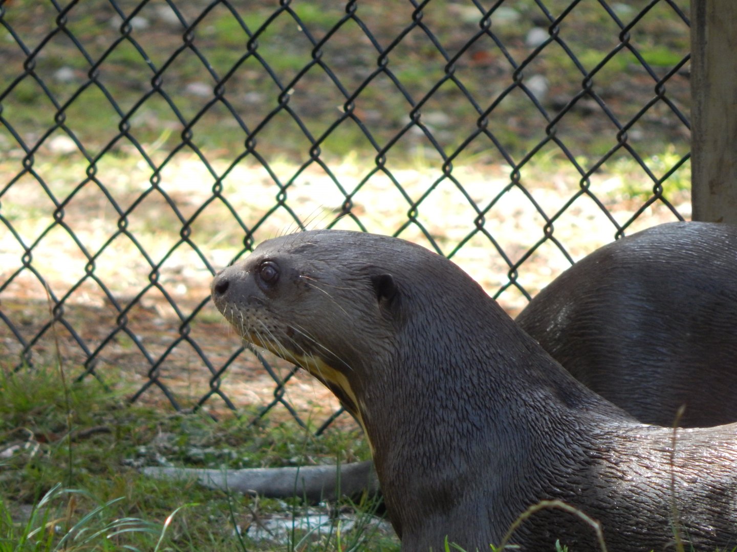 Giant otter 130924