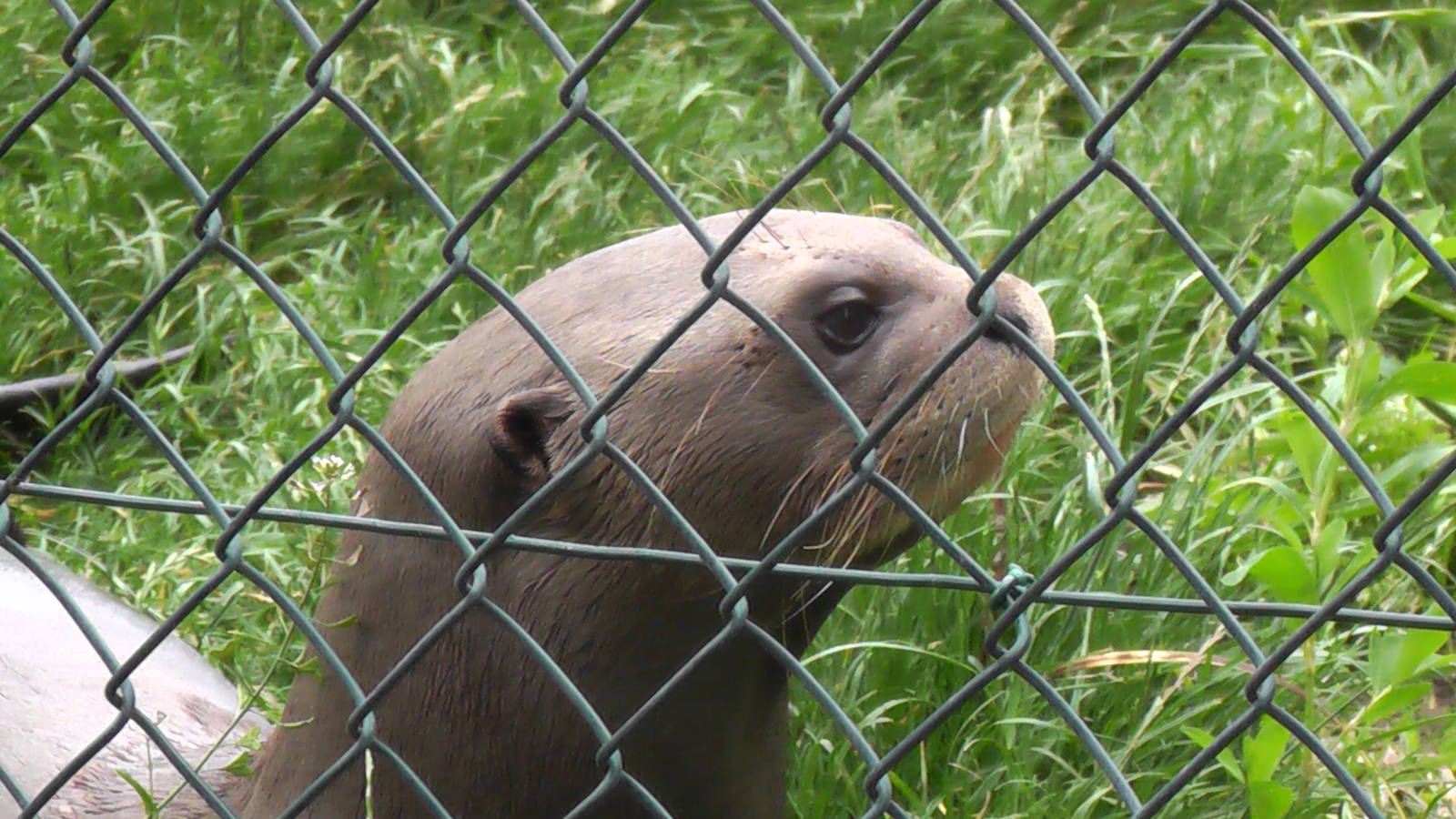 Giant Otter 19.6.10