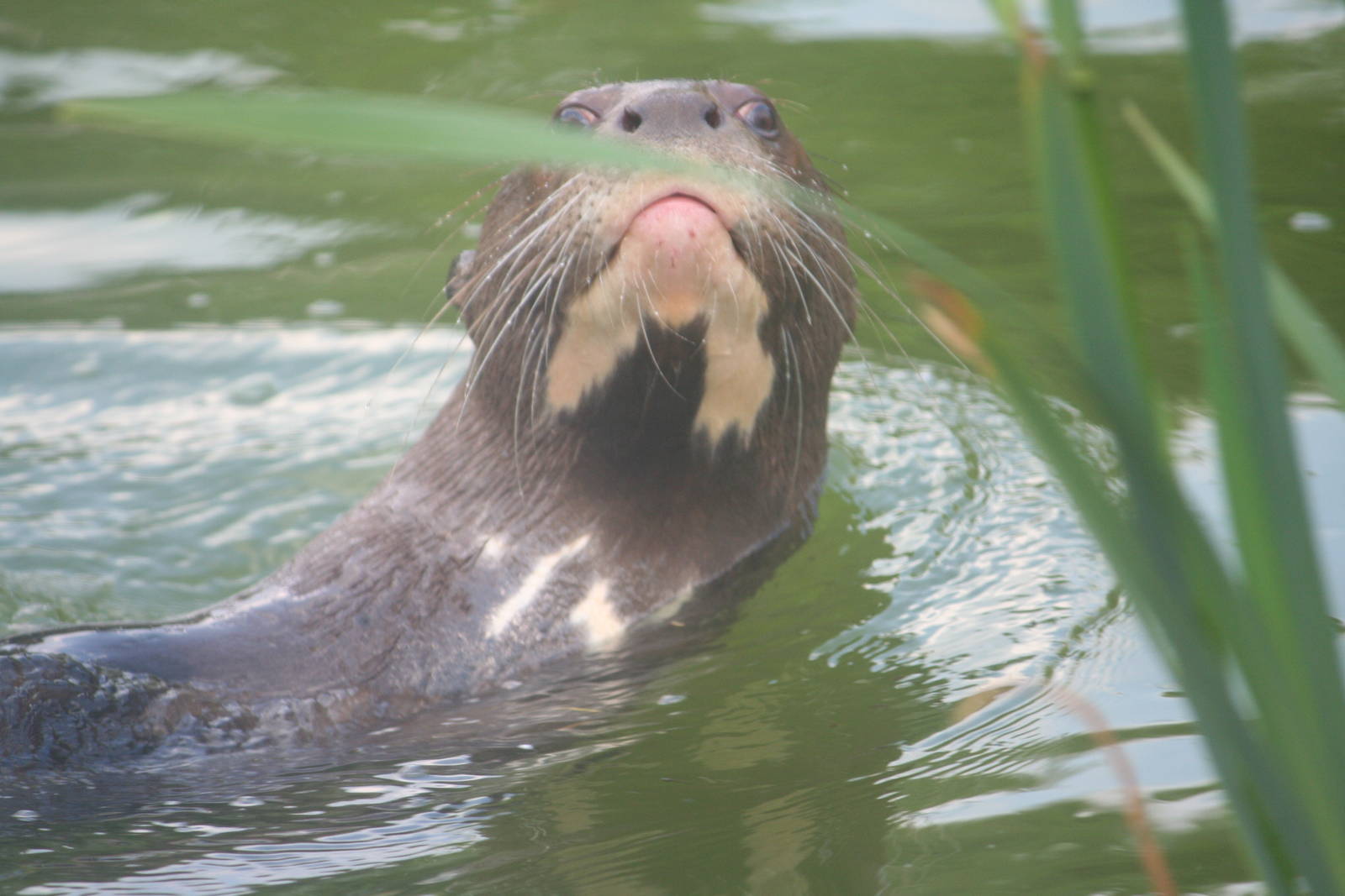 Giant Otter 2