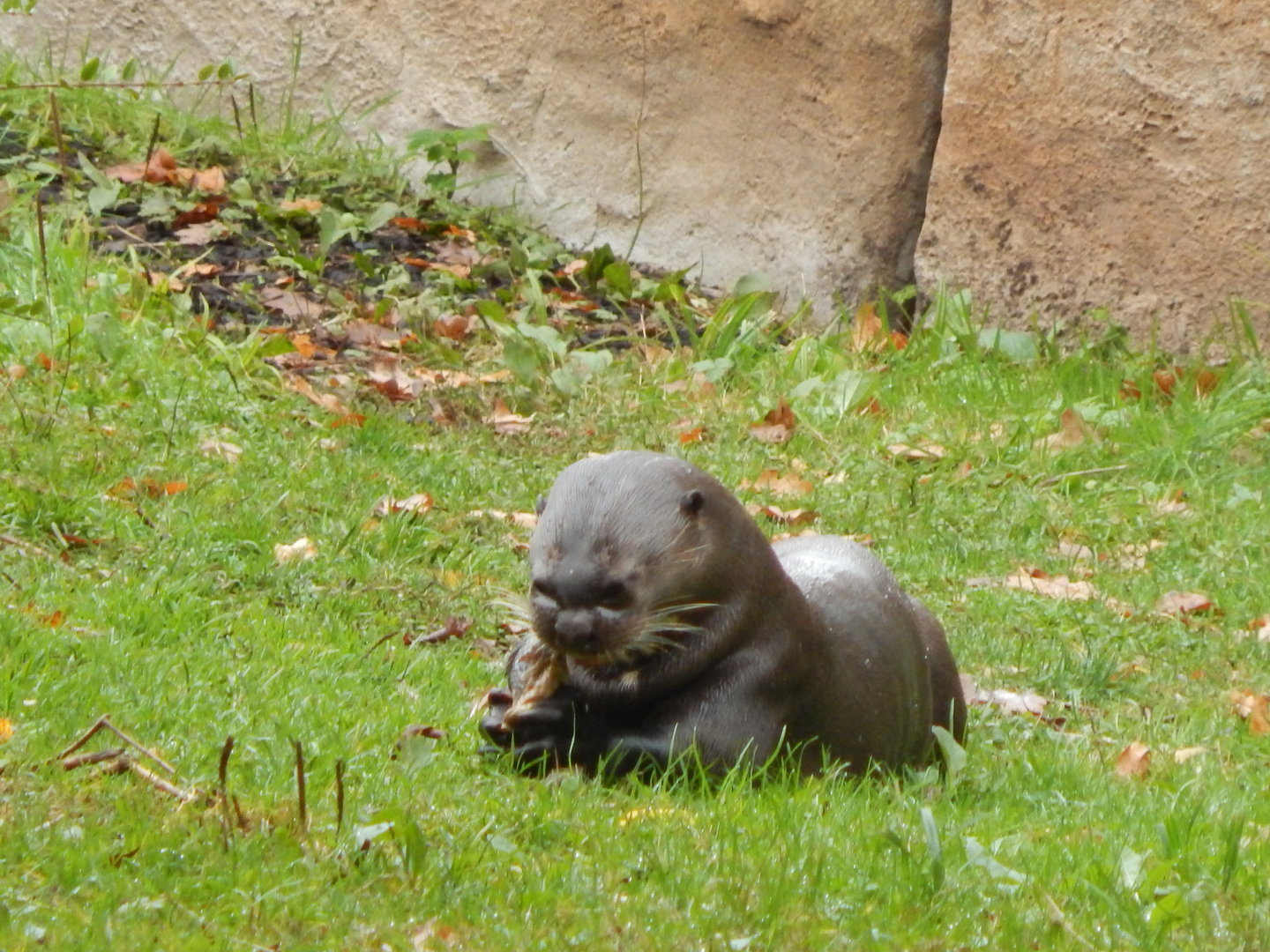 Giant otter 221022