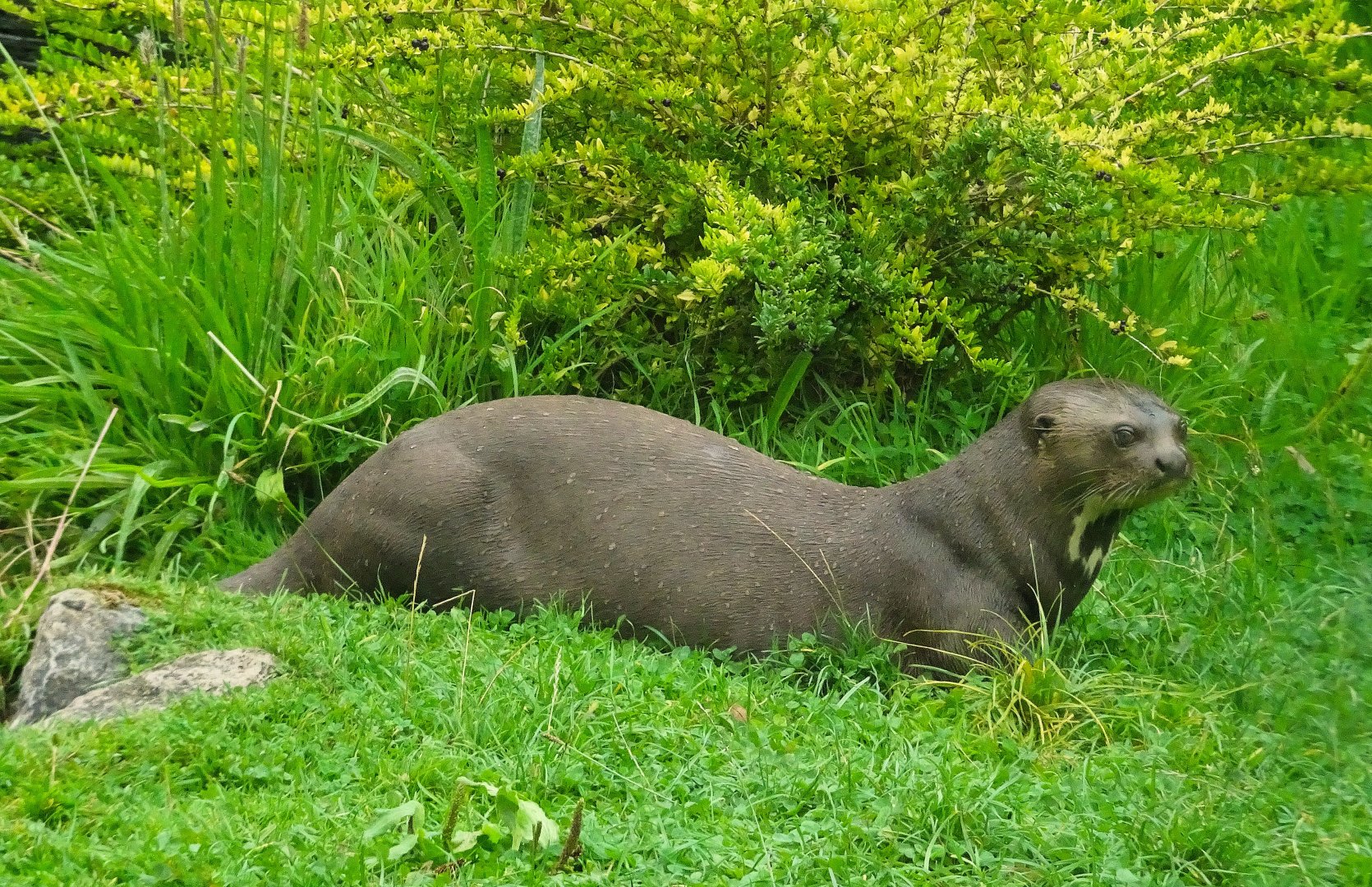 Giant Otter 23 August 2025