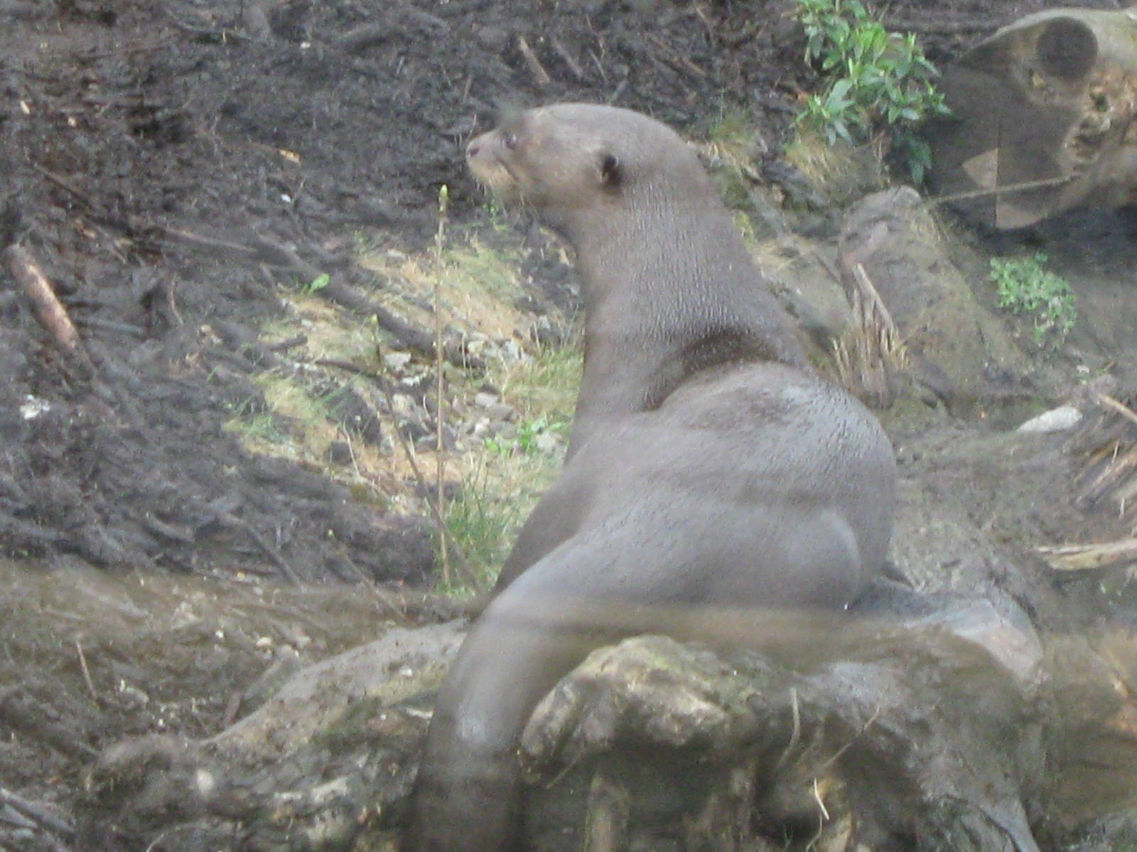 Giant Otter 30.3.10