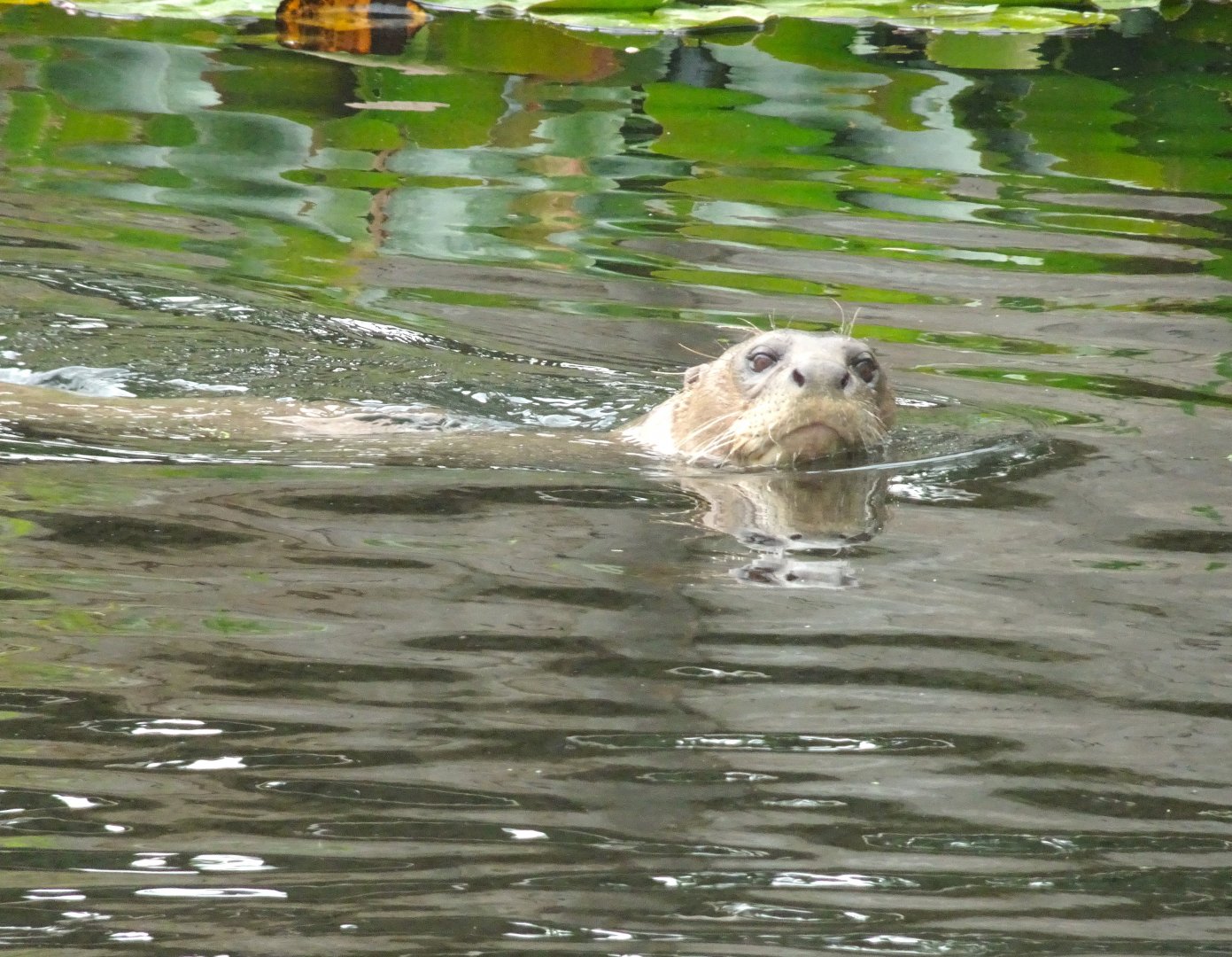 Giant Otter 5 July 2025