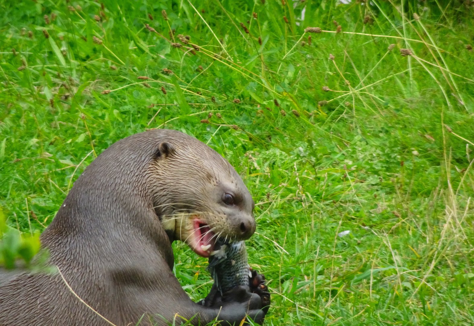 Giant Otter 6 September 2025