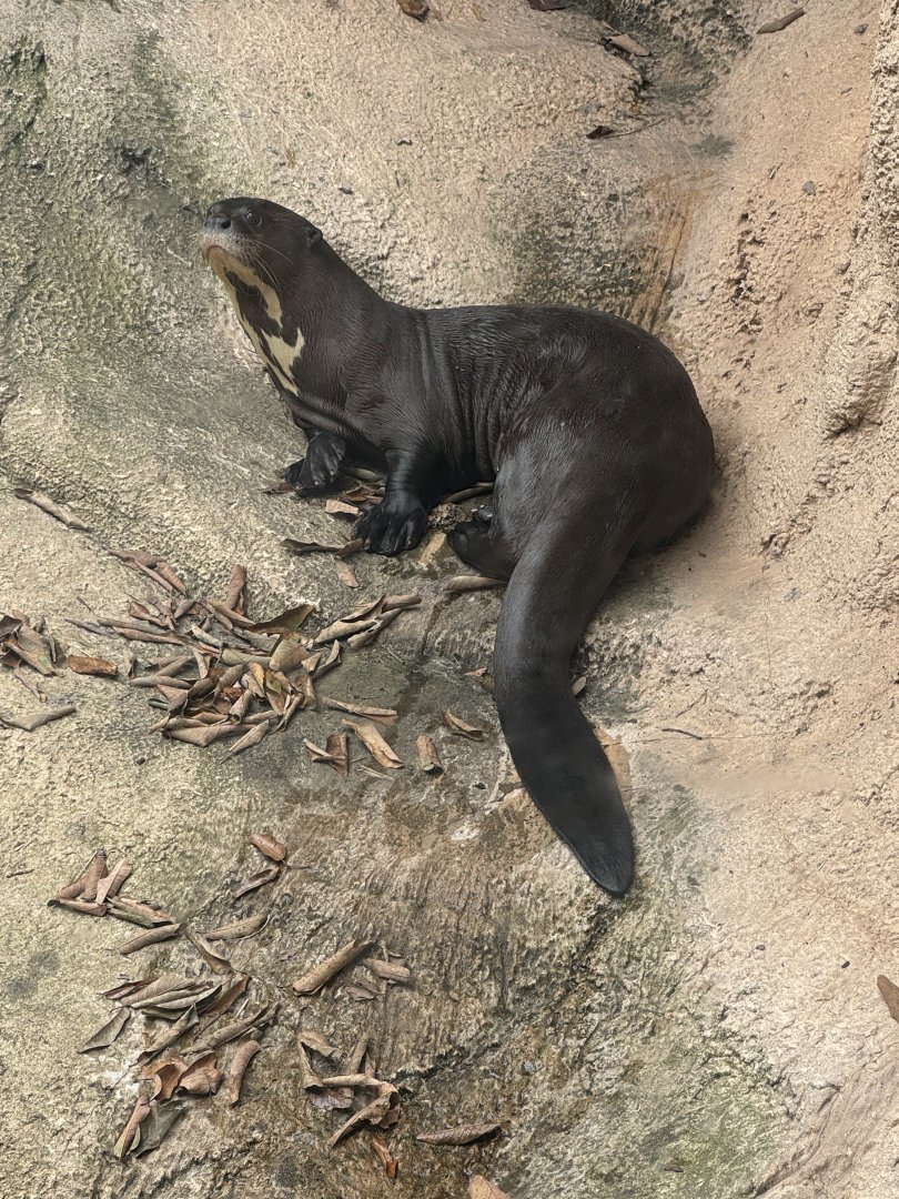 Giant Otter (7/3/24)