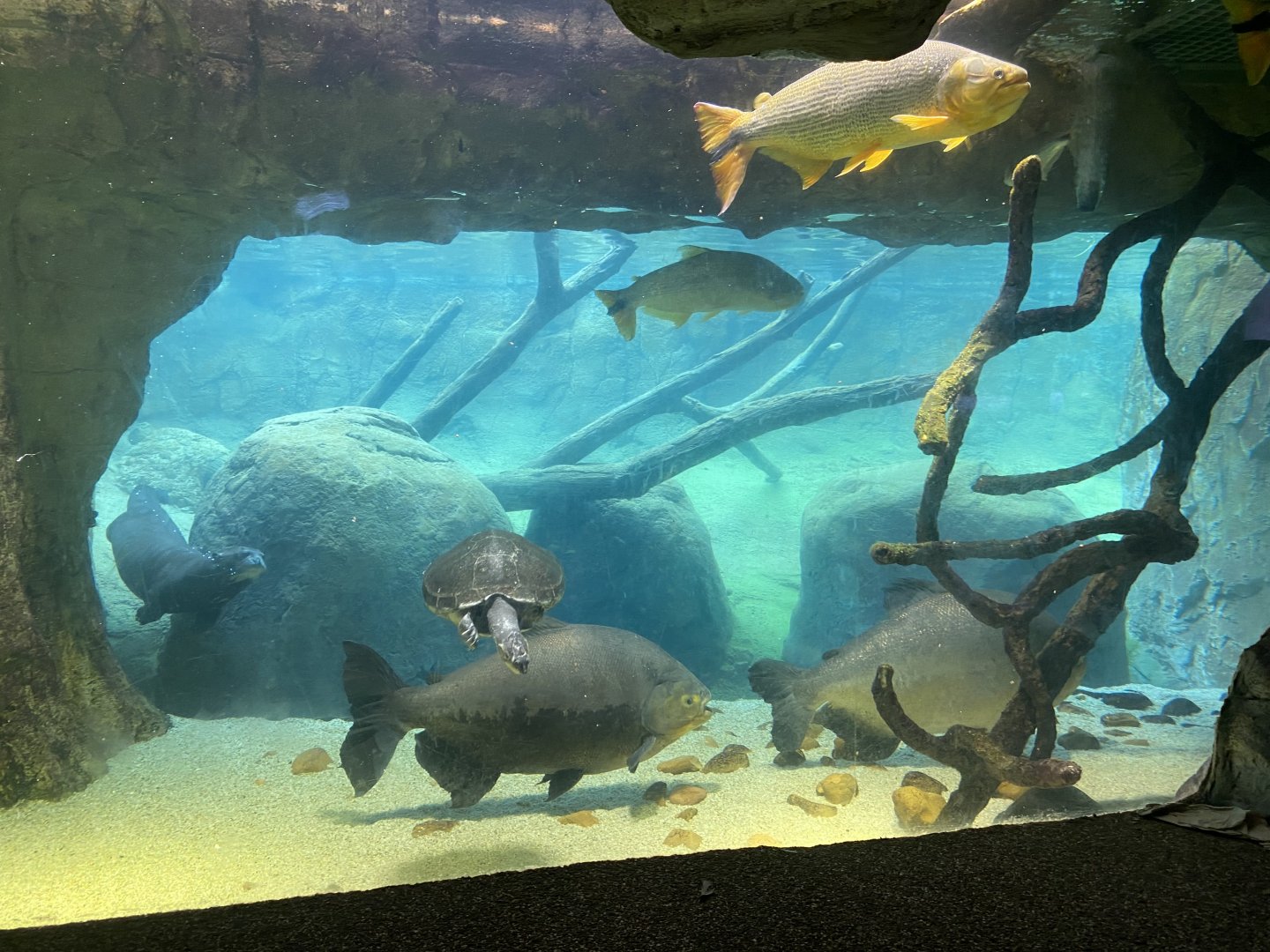 Giant Otter And Aquarium Illusion