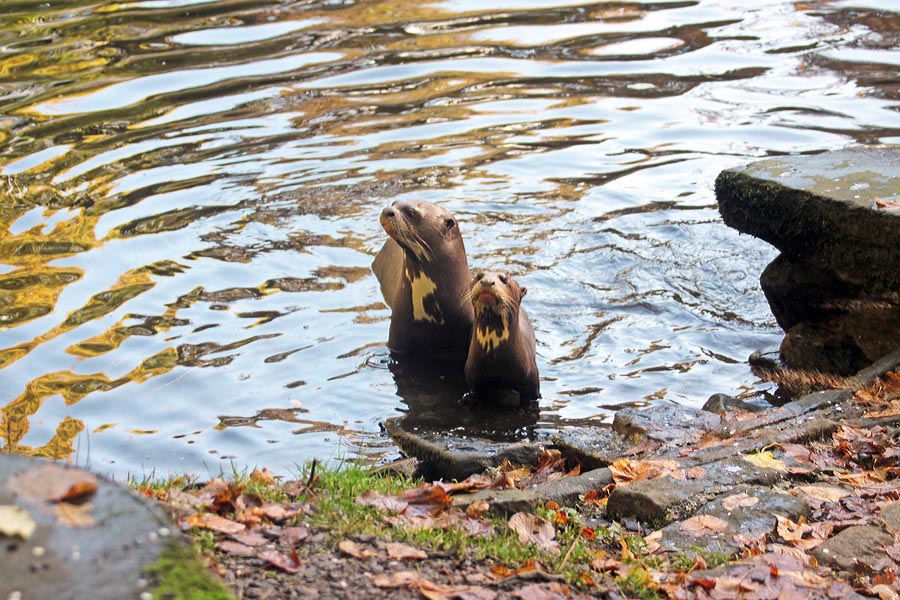Giant otter and cub