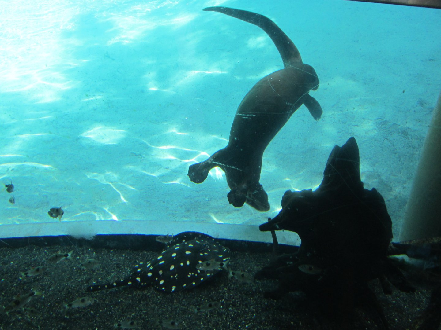 giant otter and xingu river ray