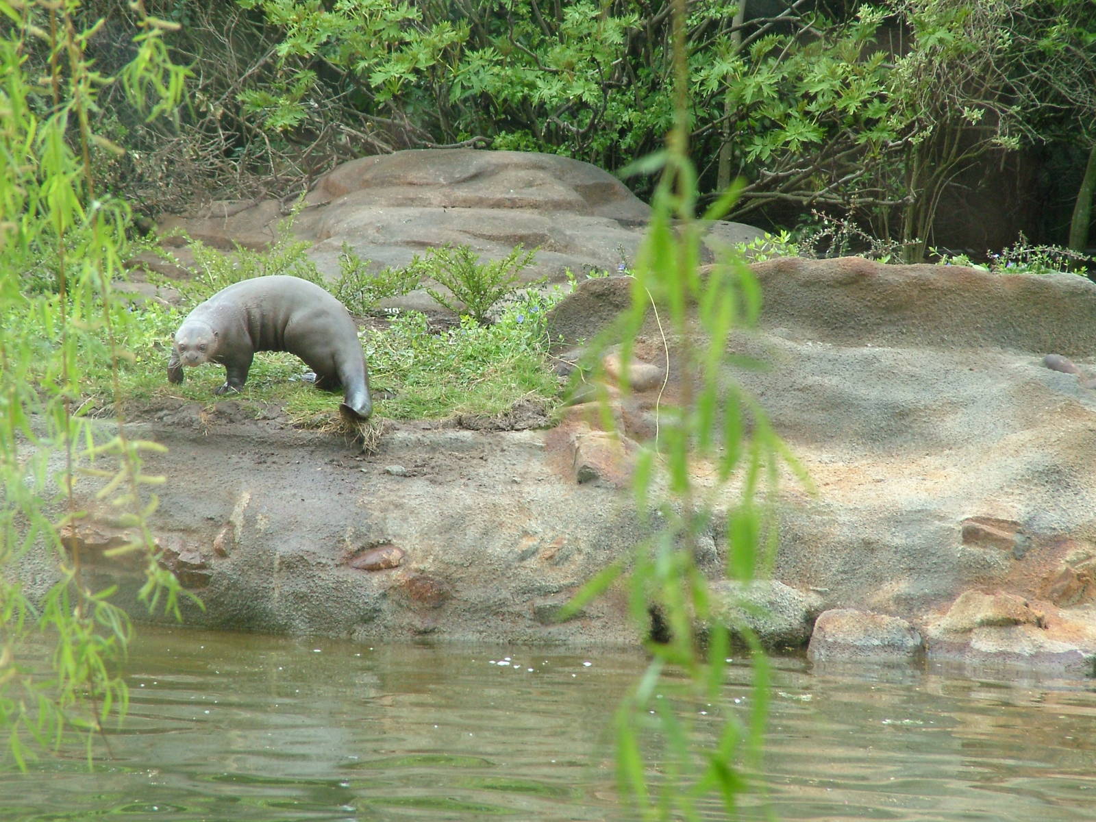 Giant Otter at Chester 25/04/10