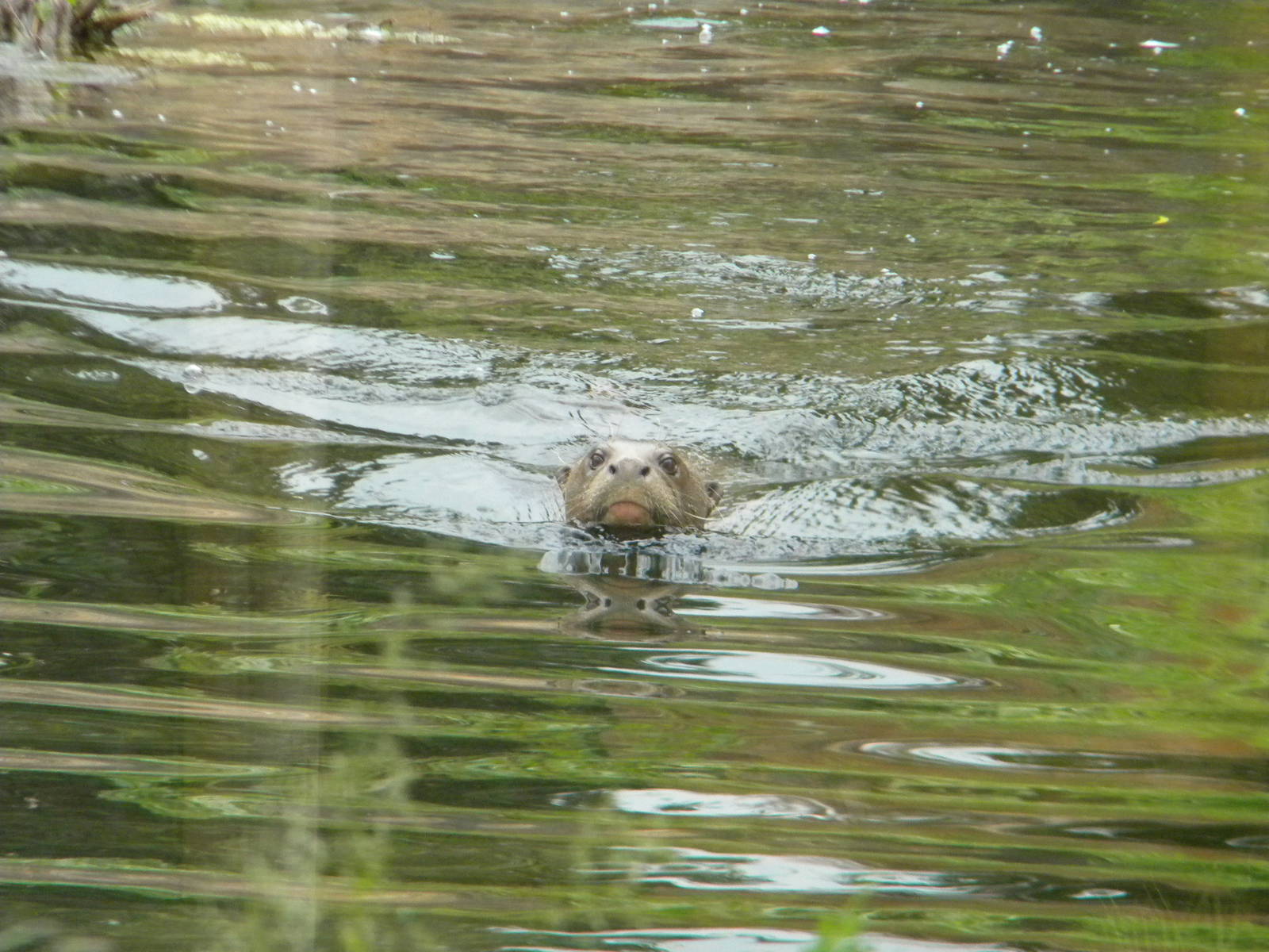 Giant Otter at Chester Zoo 11/06/11