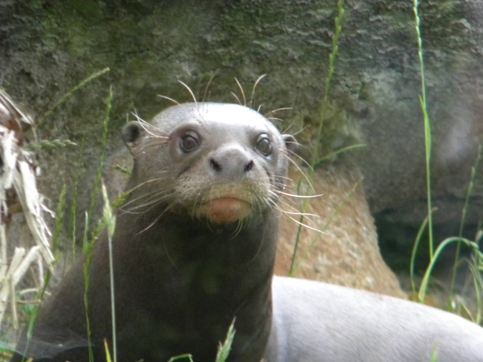 Giant Otter at Chester Zoo 11/06/11