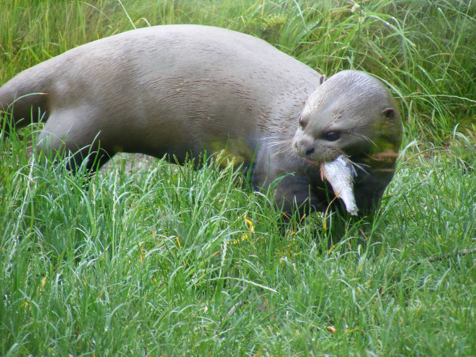Giant otter at Chester Zoo, 15 June 2011