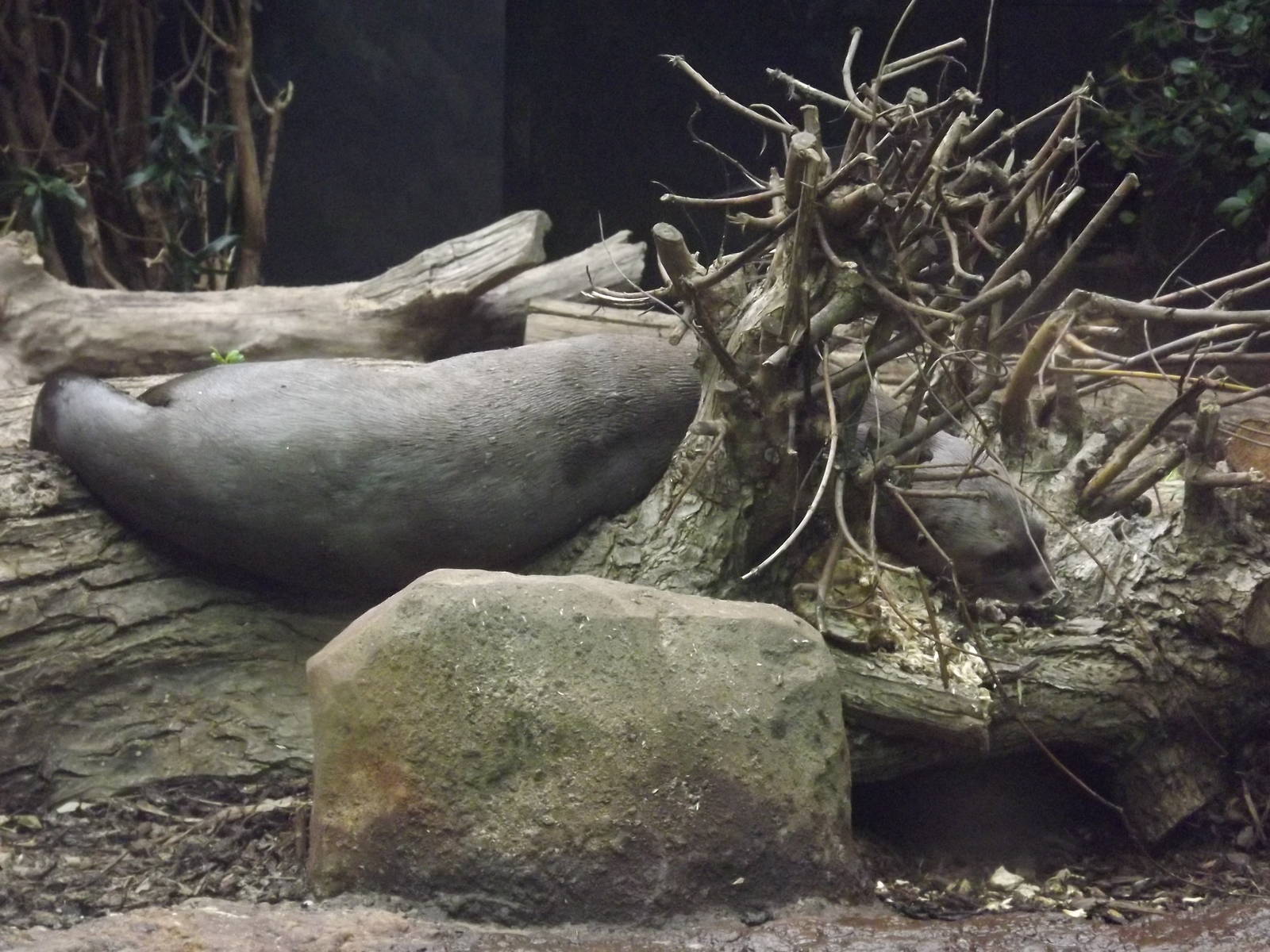 Giant Otter at Chester Zoo 31/03/12