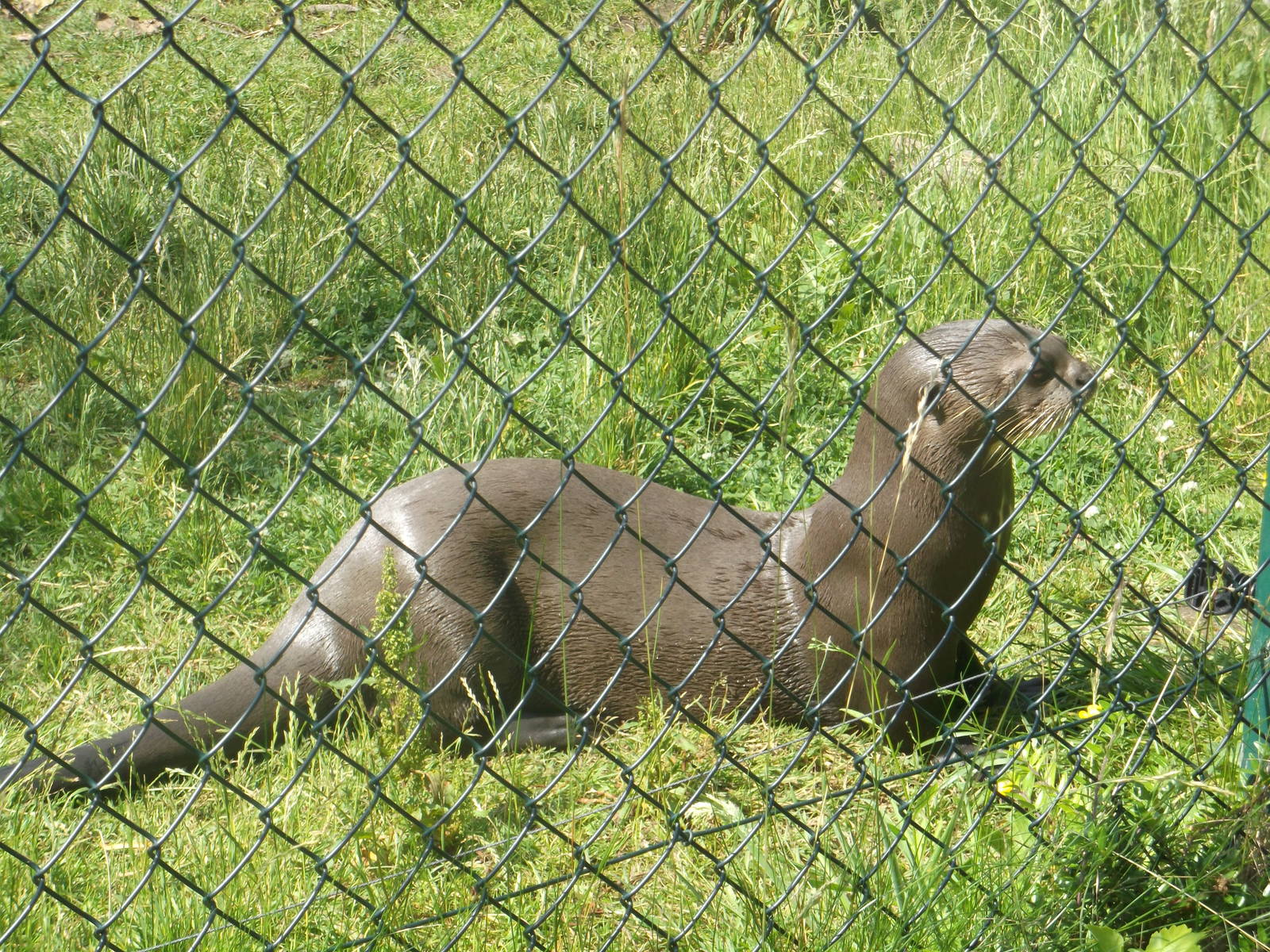Giant Otter At Chester Zoo 6/7/2013
