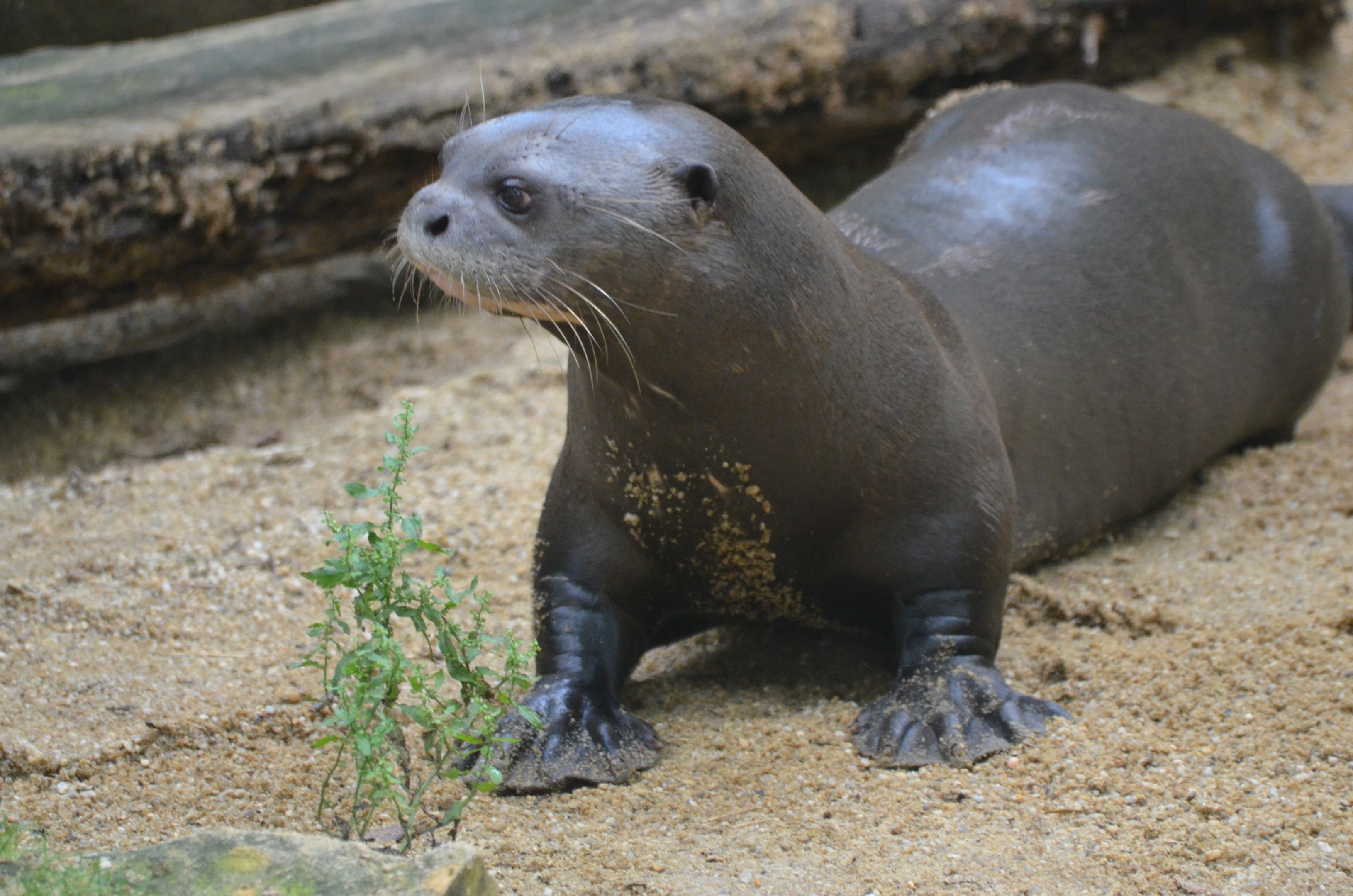 Giant Otter at Doué-la-Fontaine, 15/06/18