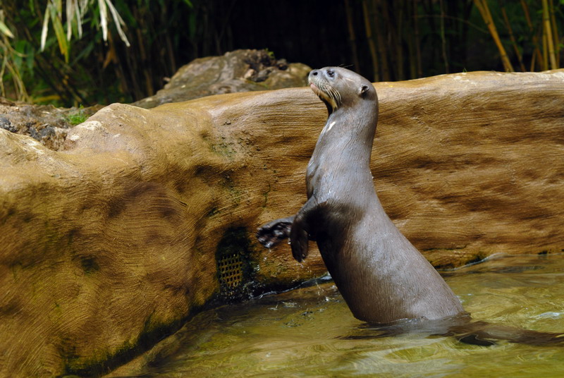 Giant otter at duisburg
