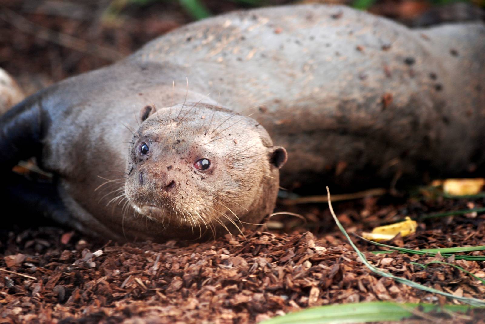 Giant Otter at Pairi Daiza, 31/08/14