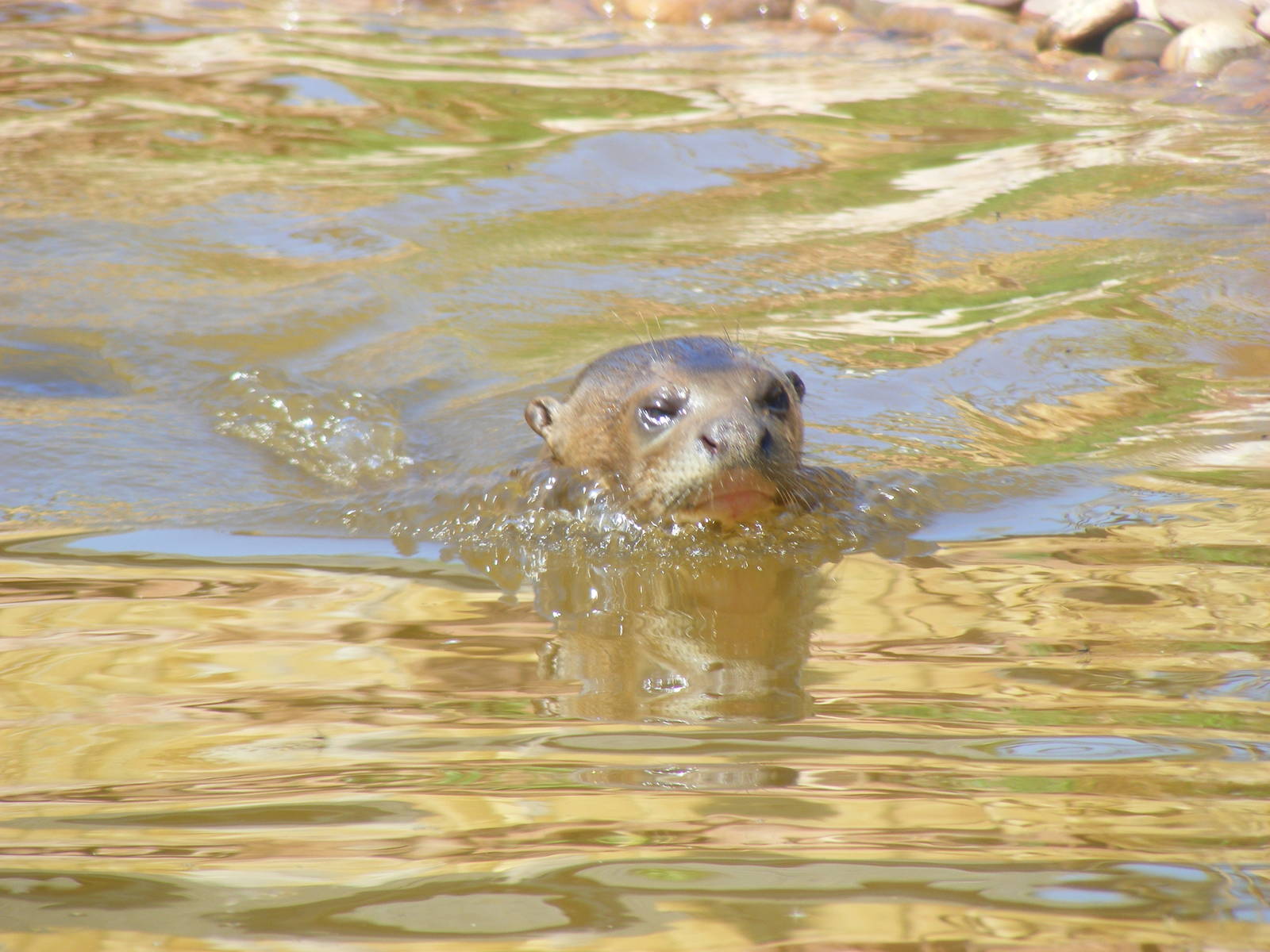 Giant otter at South Lakes Wild Animal Park, 23 May 2010