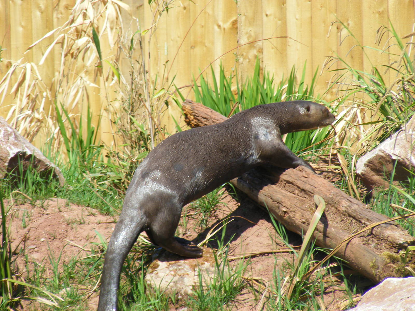 Giant otter at South Lakes Wild Animal Park, 23 May 2010