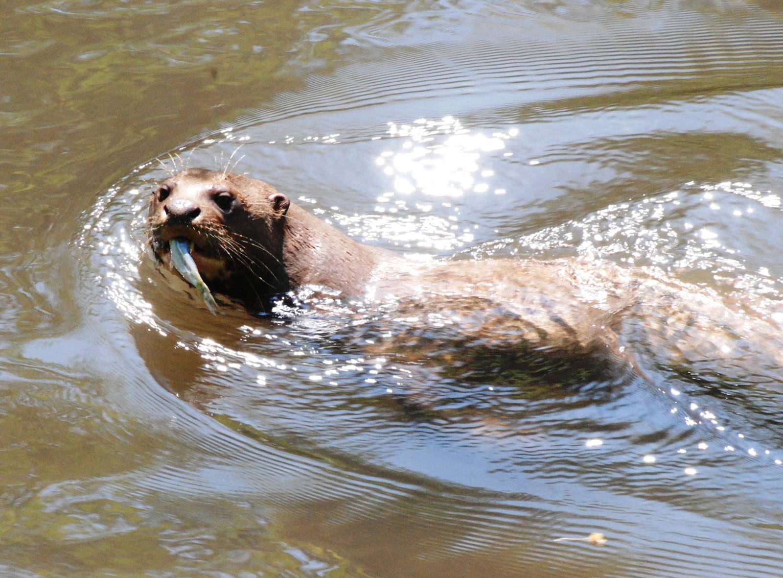 Giant Otter at the Chestnut Centre, 09/06/13