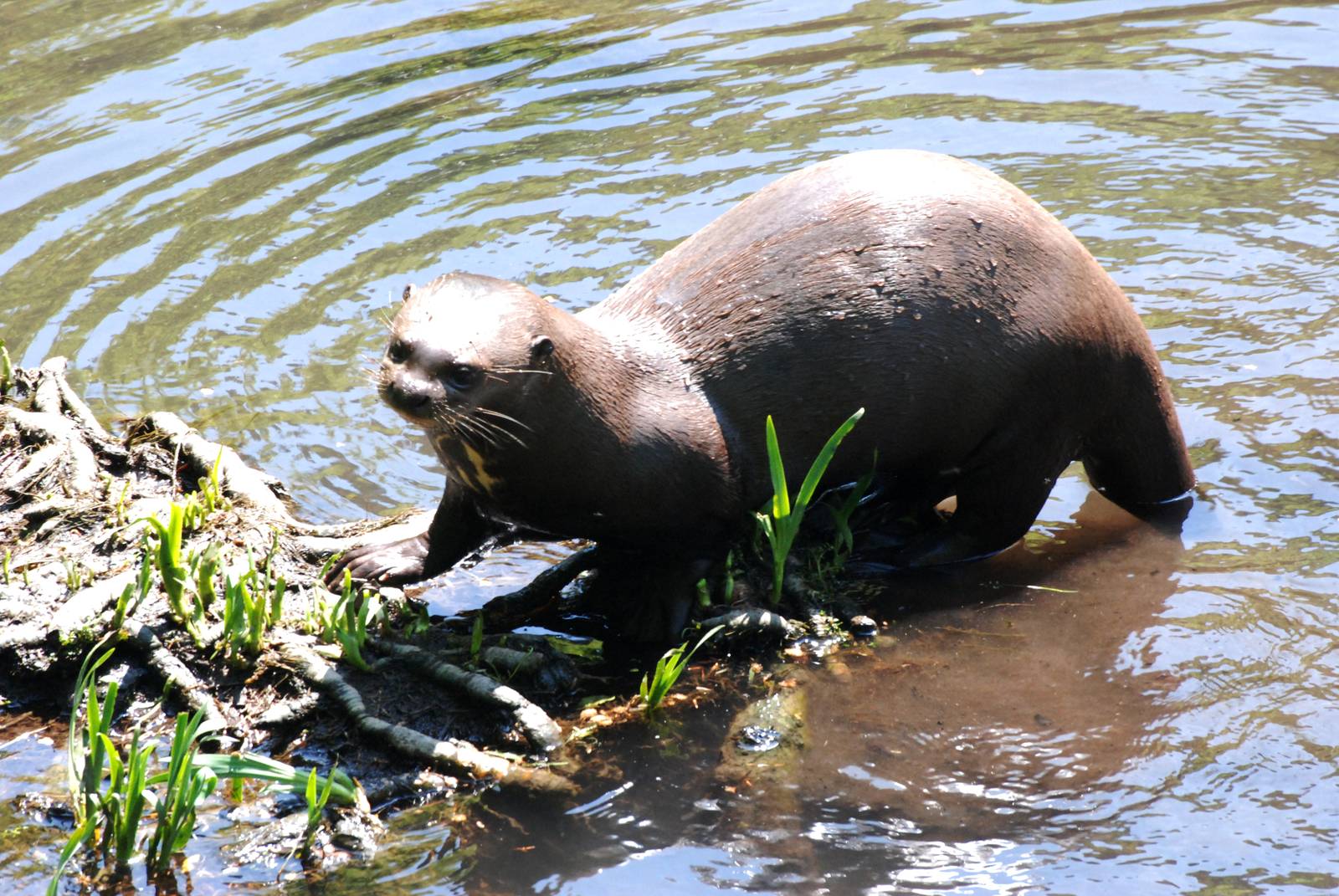 Giant Otter at the Chestnut Centre, 09/06/13