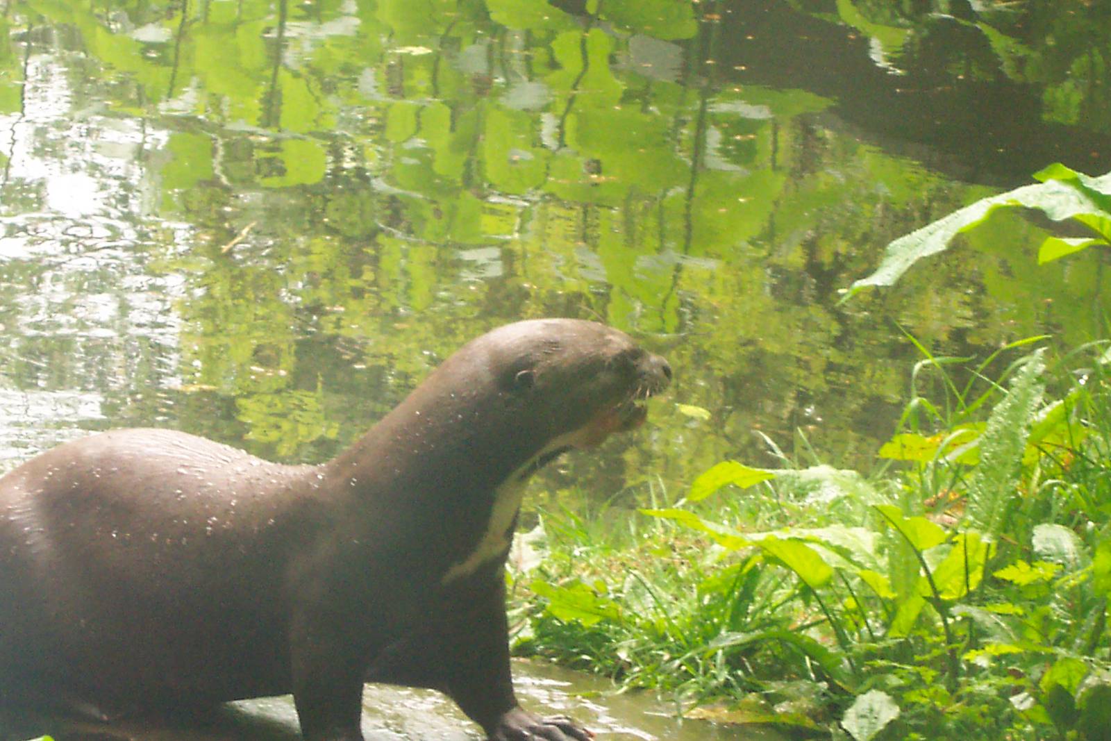 Giant otter at the chestnut Centre