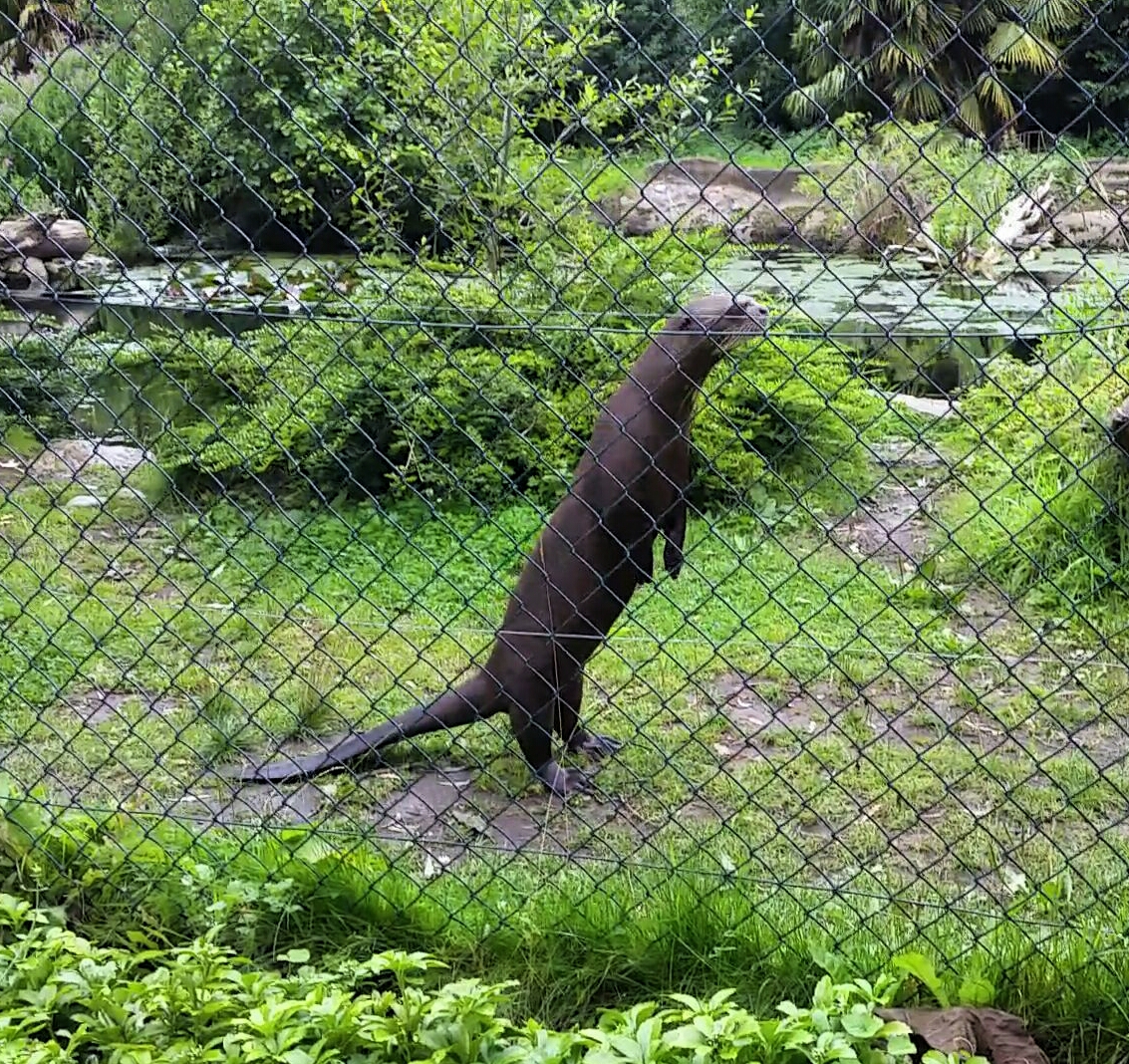 Giant Otter, August 2017