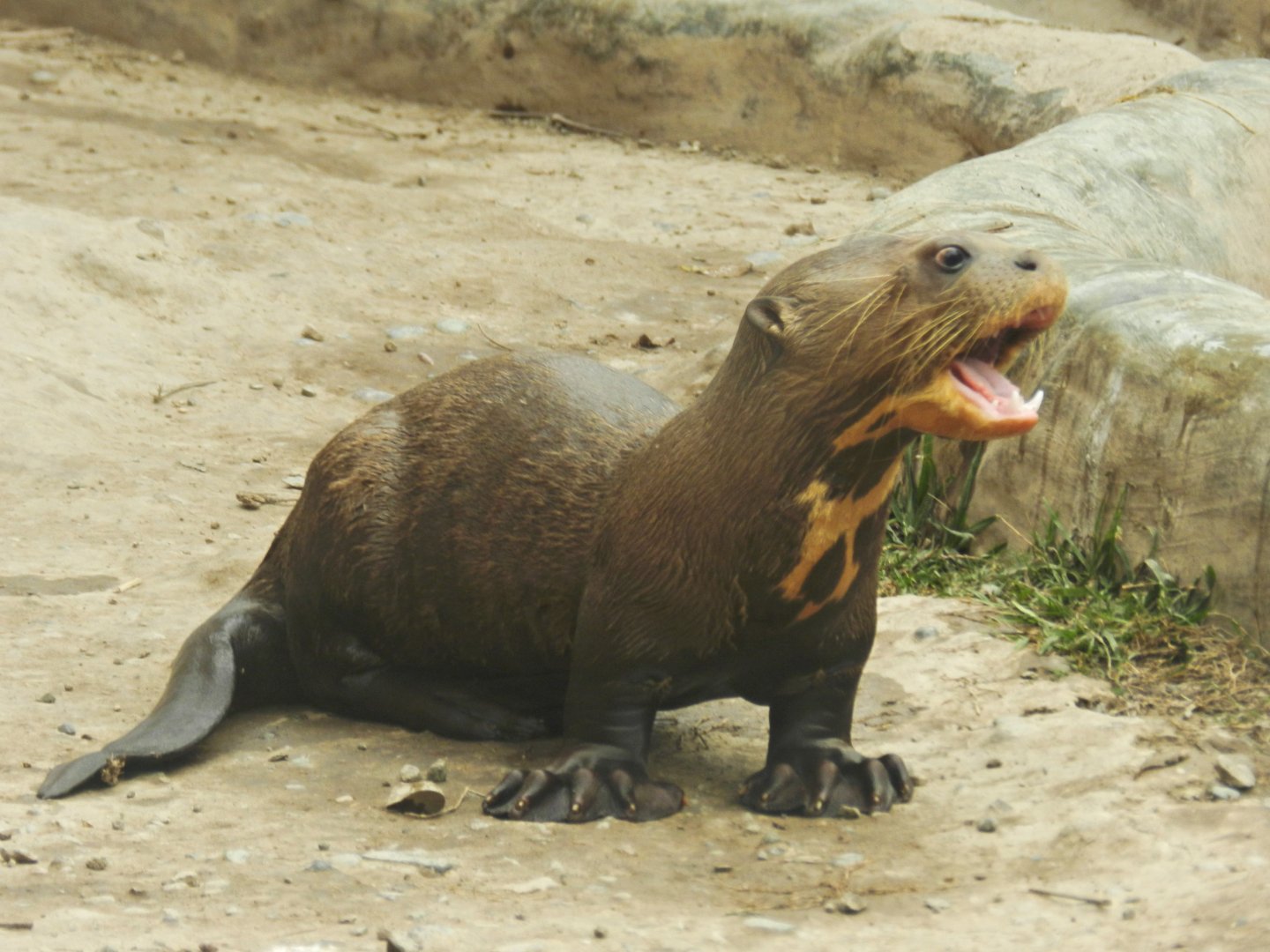 Giant otter baby - Parque Zoológico Huachipa
