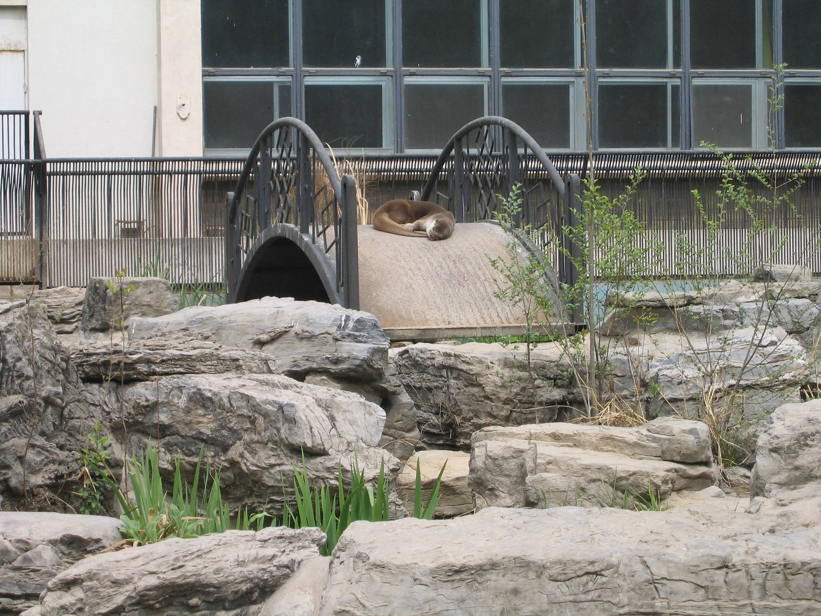 Giant Otter ? Beijing Zoo