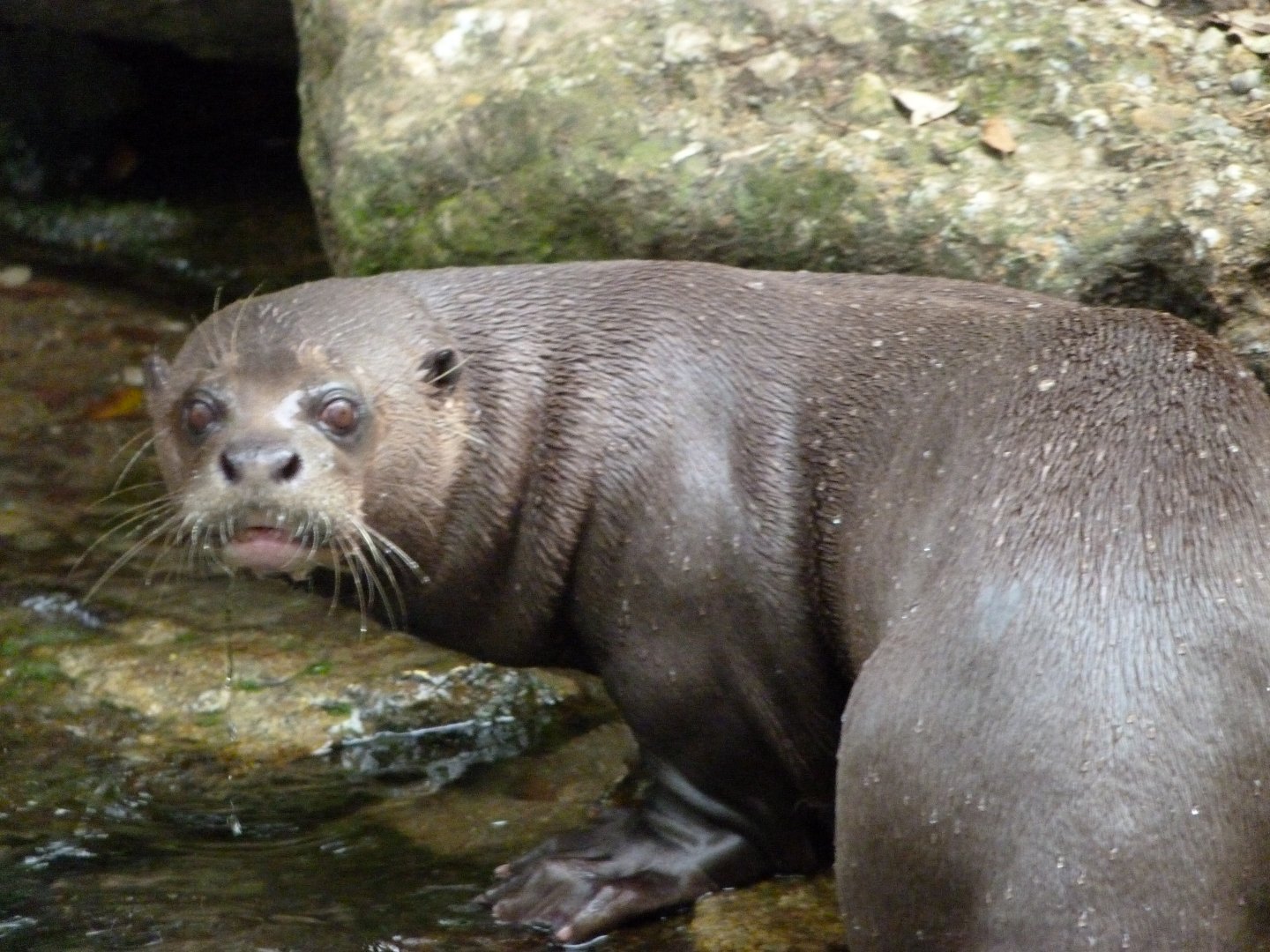 Giant otter -Bioparc de Doué la Fontaine (2025)