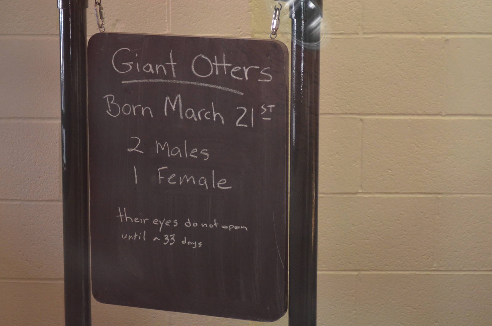 Giant Otter Birth Announcement