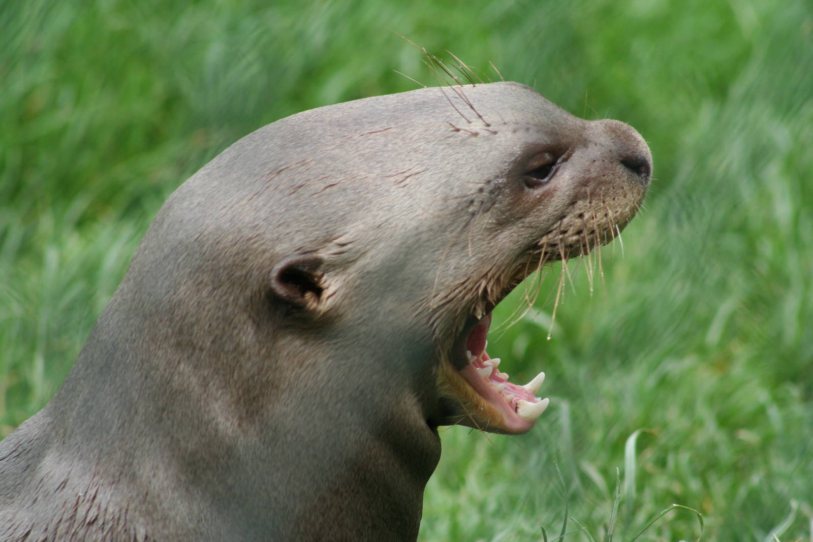 Giant Otter @ Chester  05.06.2010
