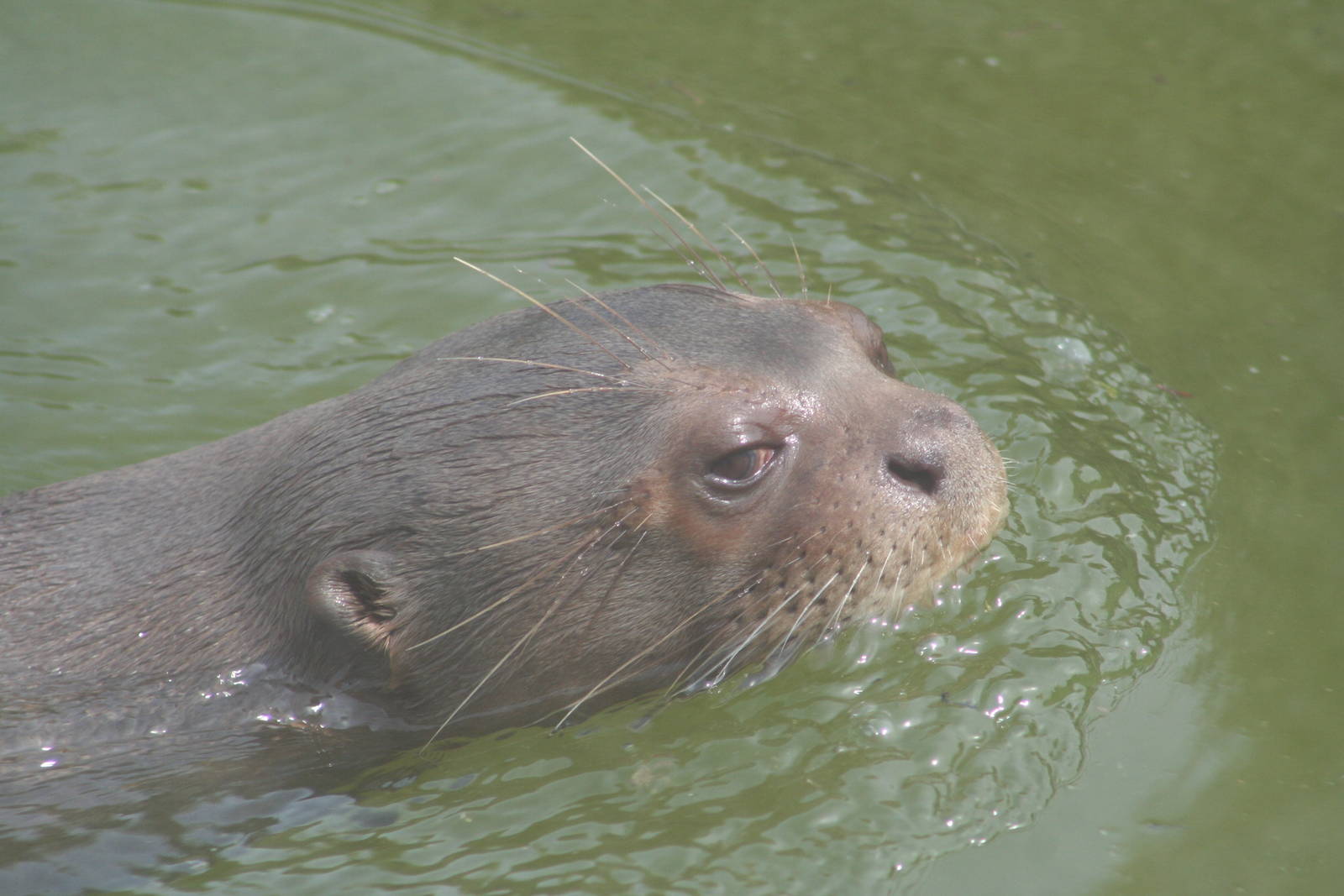 Giant Otter @ Chester  05.06.2010