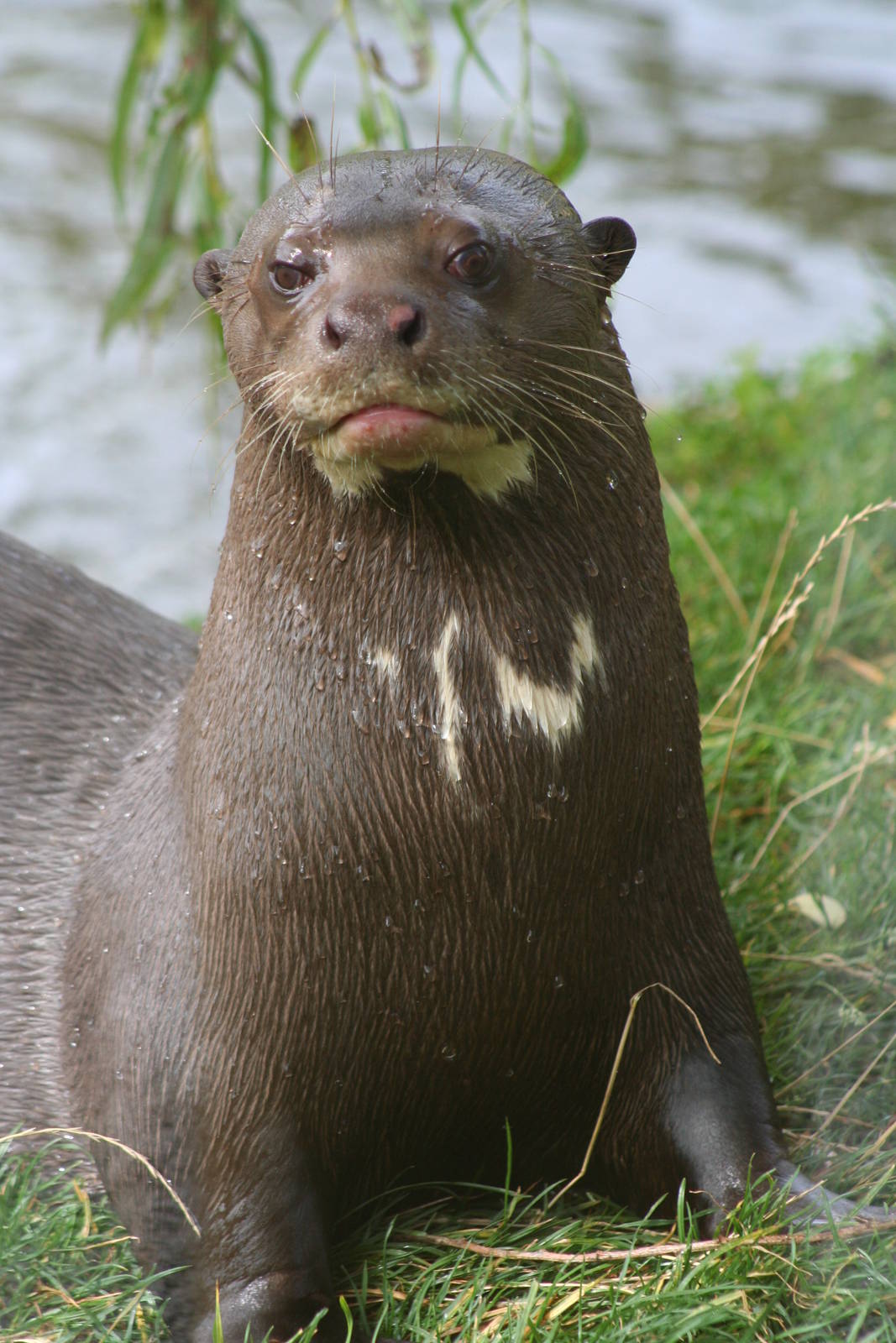 Giant Otter @ Chester; 22.09.2010