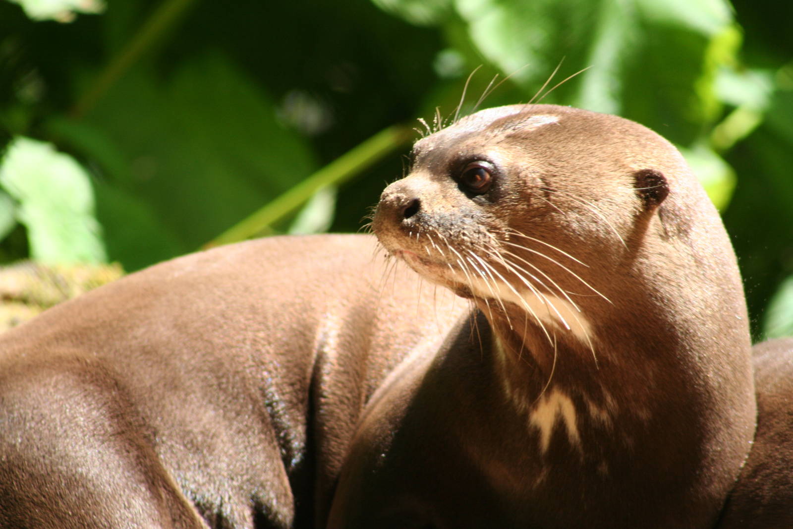 Giant Otter @ Chestnut Centre; 05.07.09
