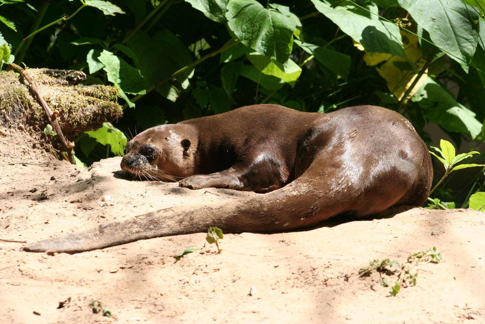 Giant Otter @ Chestnut Centre; 05.07.09