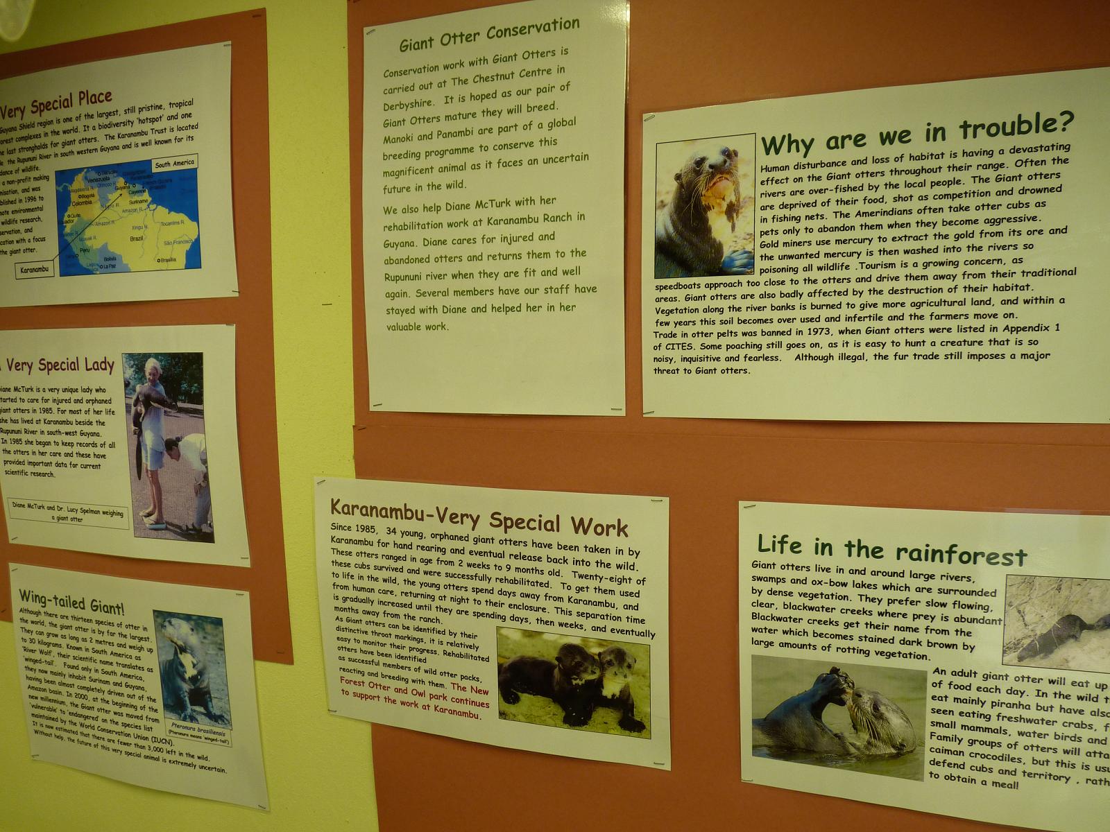 Giant Otter Conservation