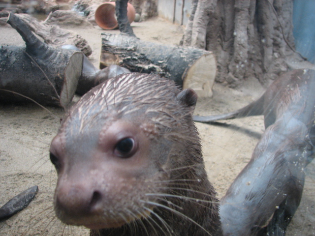 Giant otter cub looking at me