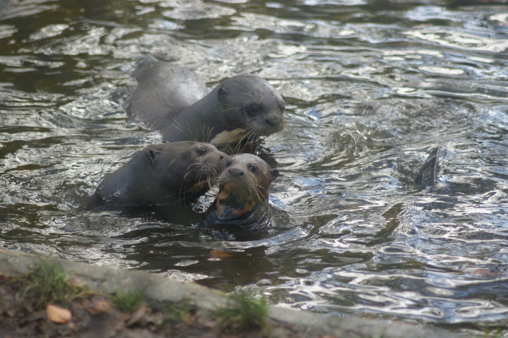 Giant Otter Cub (Pteronura brasiliensis)